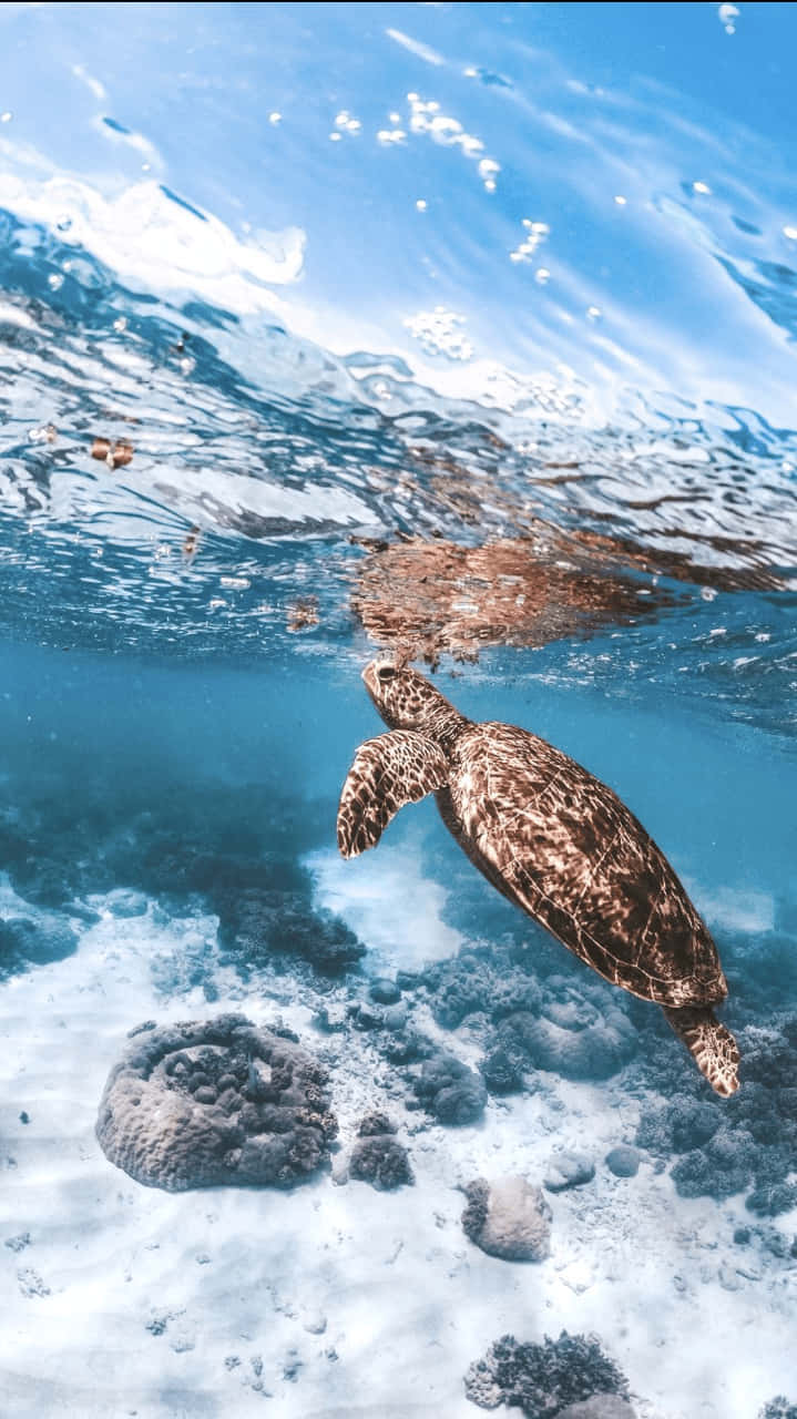 Image Sea Turtle Enjoying The Warm Sun And Reaching For The Sky