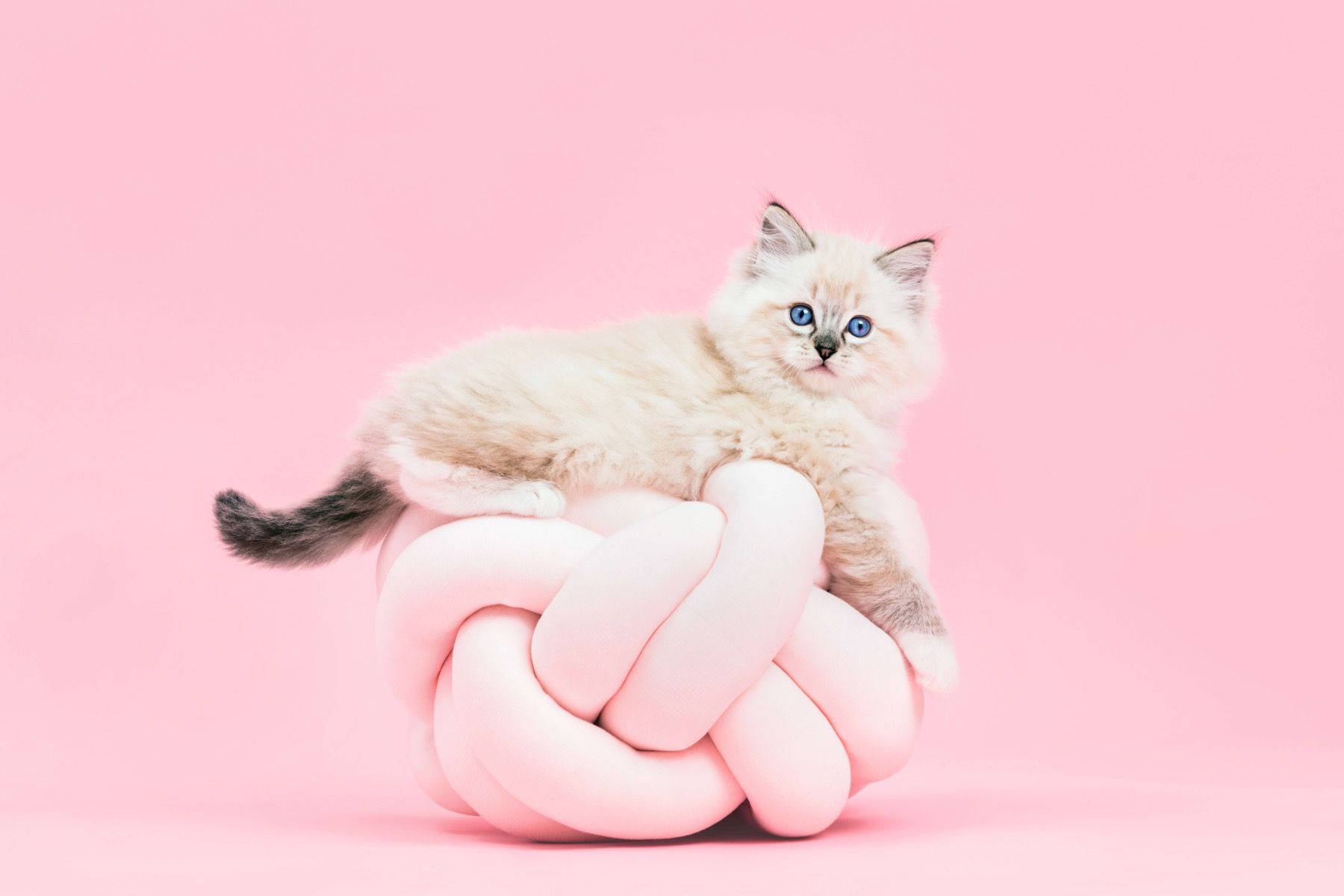 Image Sweet Pink Cat In A Chair Background