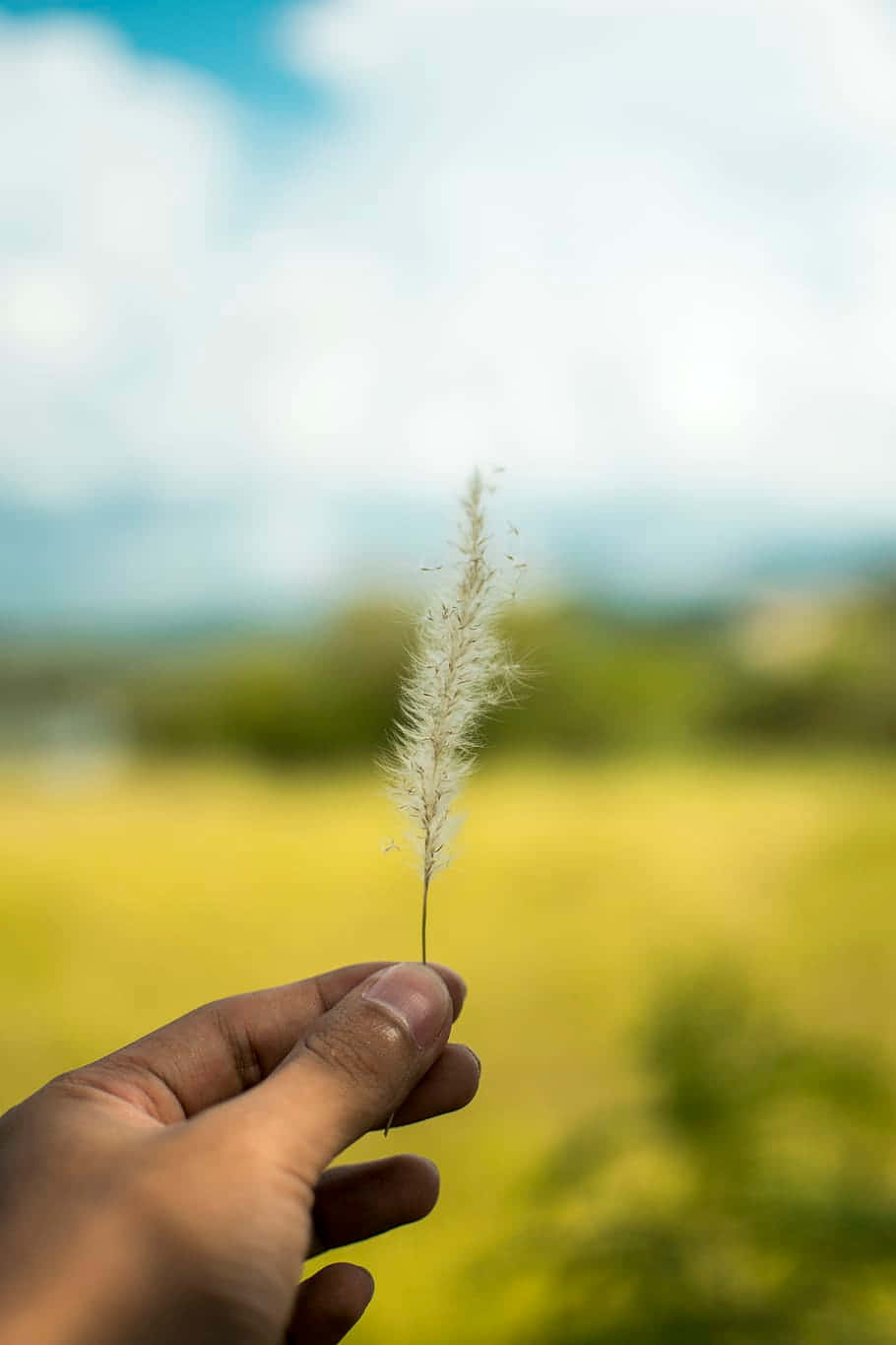 Image Tall Pampas Grass Plant Thrive In Outdoor Setting Background