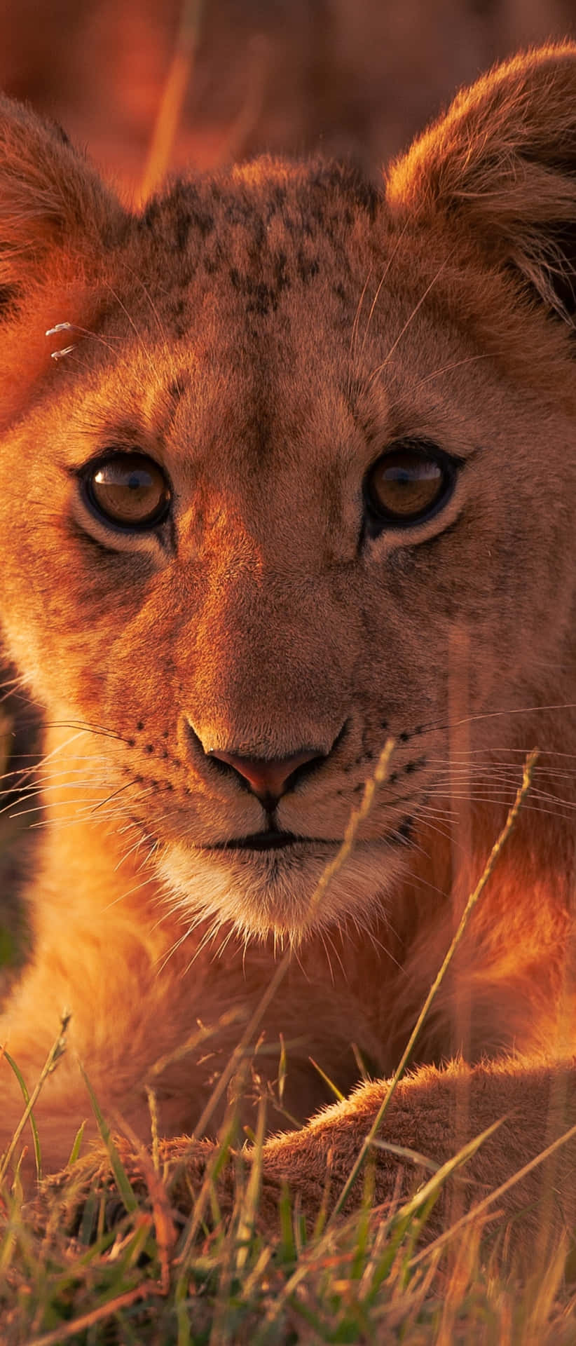 Image Timeless And Powerful Aesthetic Of The Lion King Background