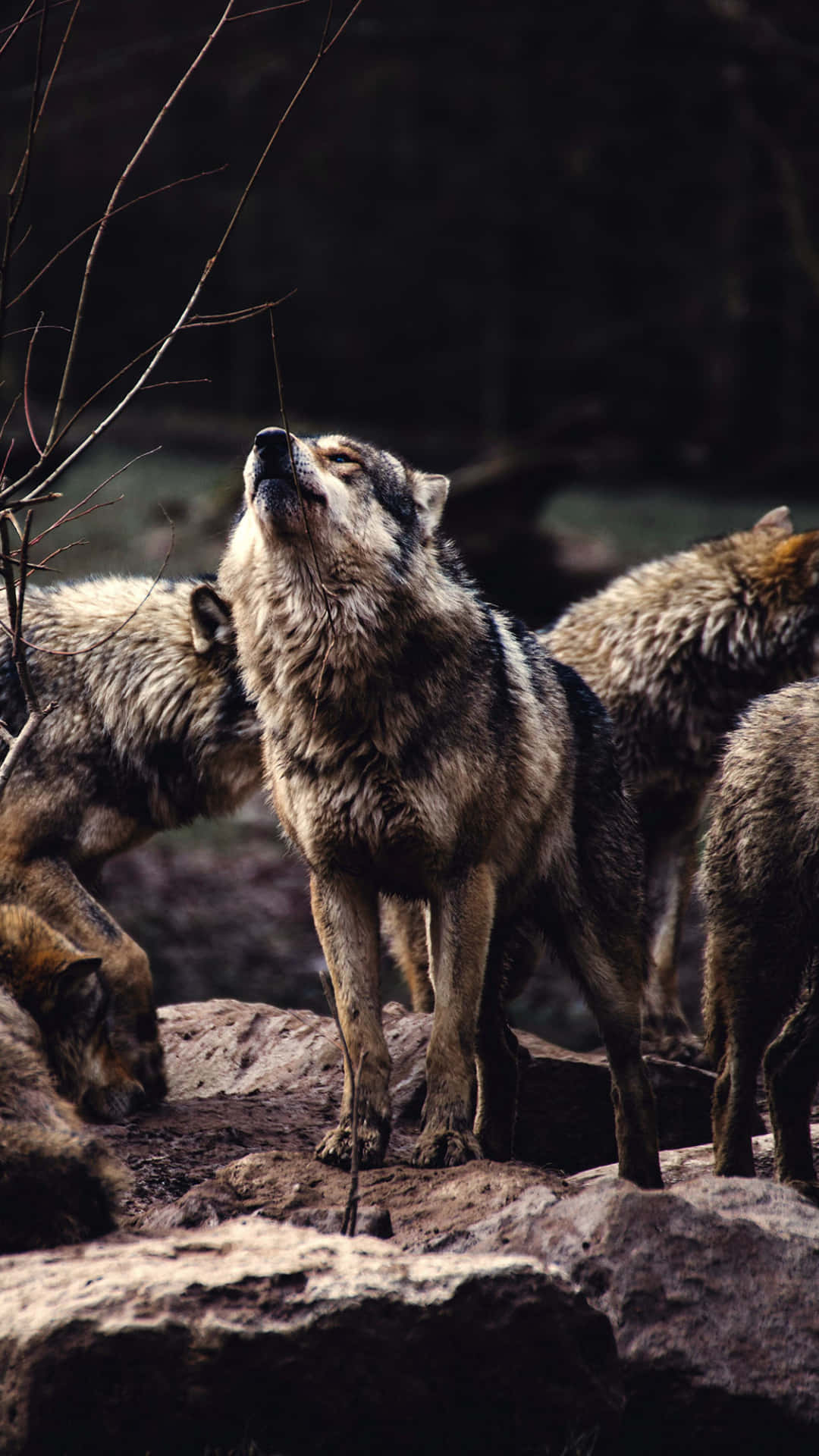 Image Two Adorable Wolves Snuggling On The Forest Floor Background