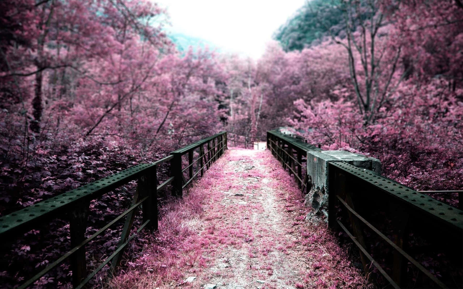 Image Welcome To Sakura Pc – High Powered Computing And State Of The Art Technology. Background