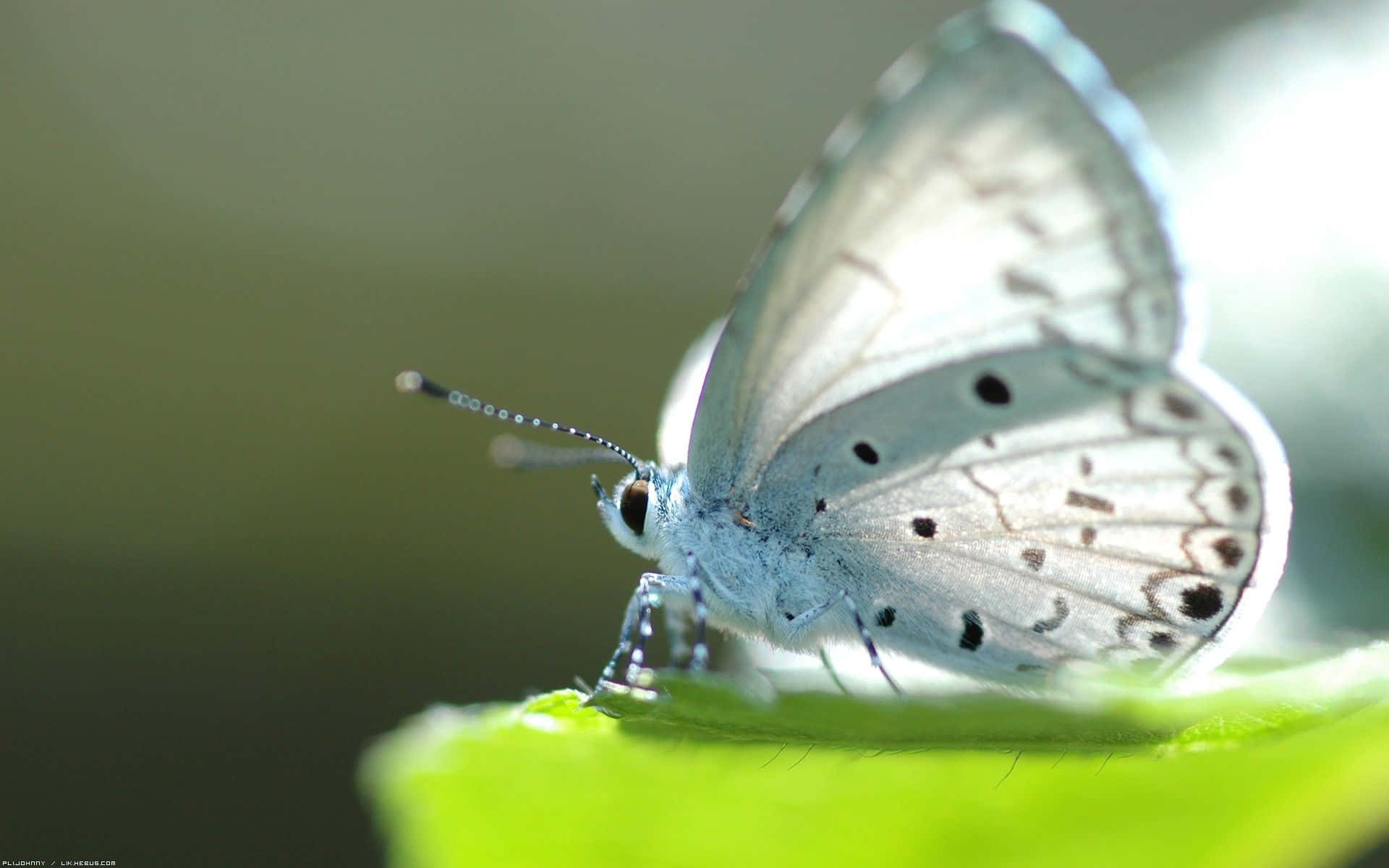 Image White Butterfly Gliding Through The Air Background