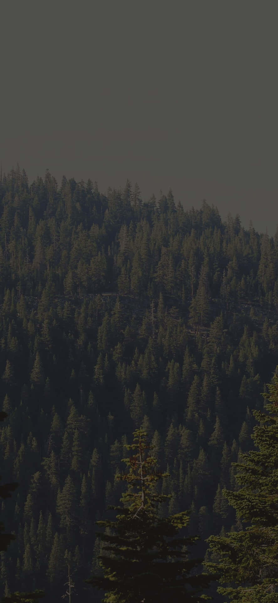 Imagine A Dark Green Forest As Far As The Eye Can See. Background