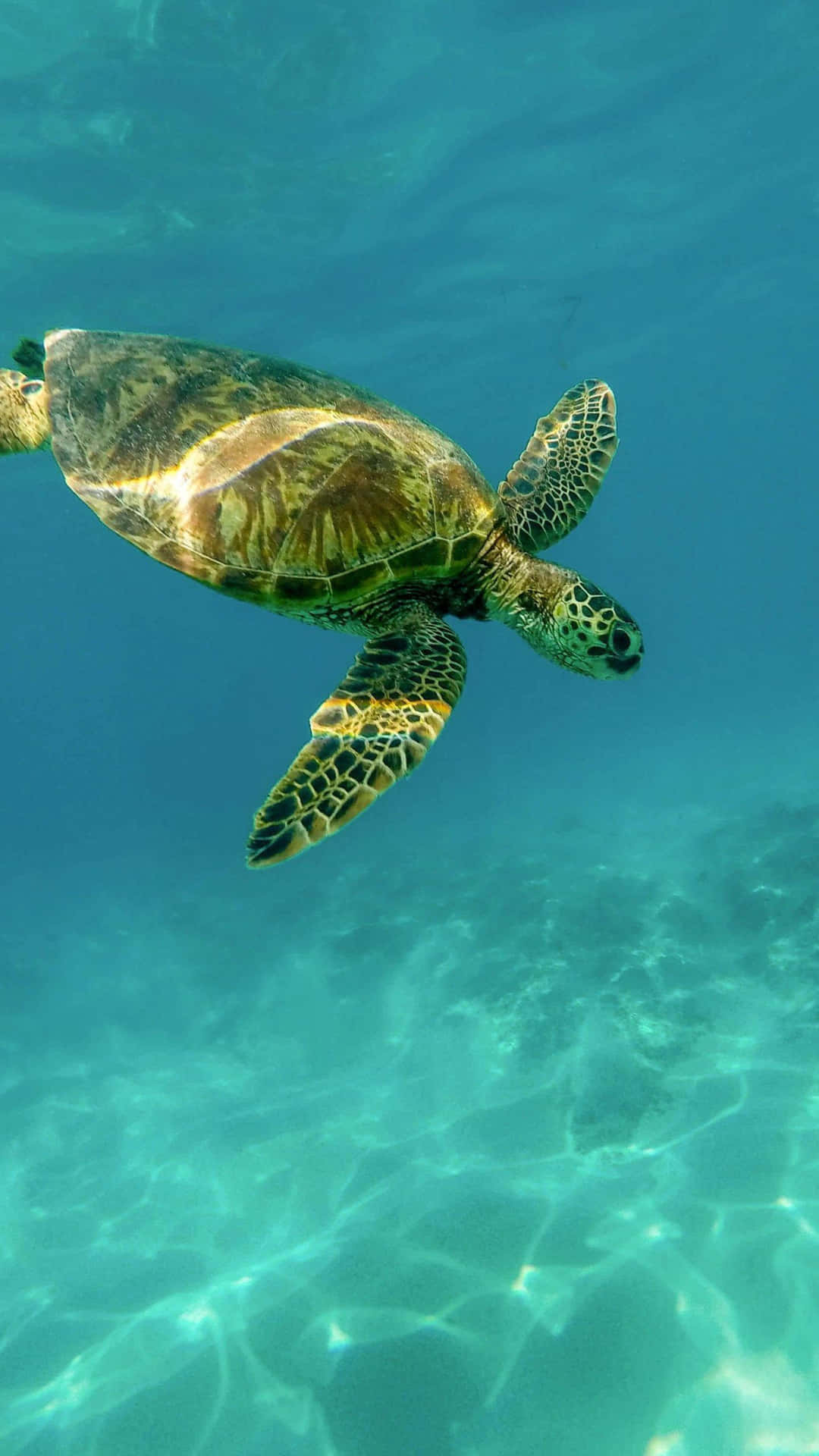 Imagine The Beauty Of Underwater World On Your Turtle Iphone Hd