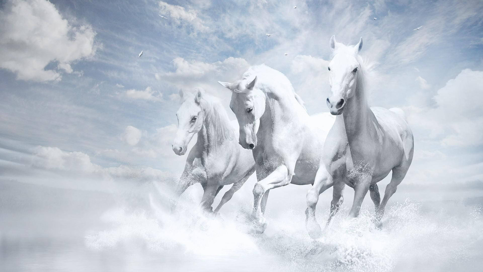 Immaculately-looking Beautiful Horses Running Background