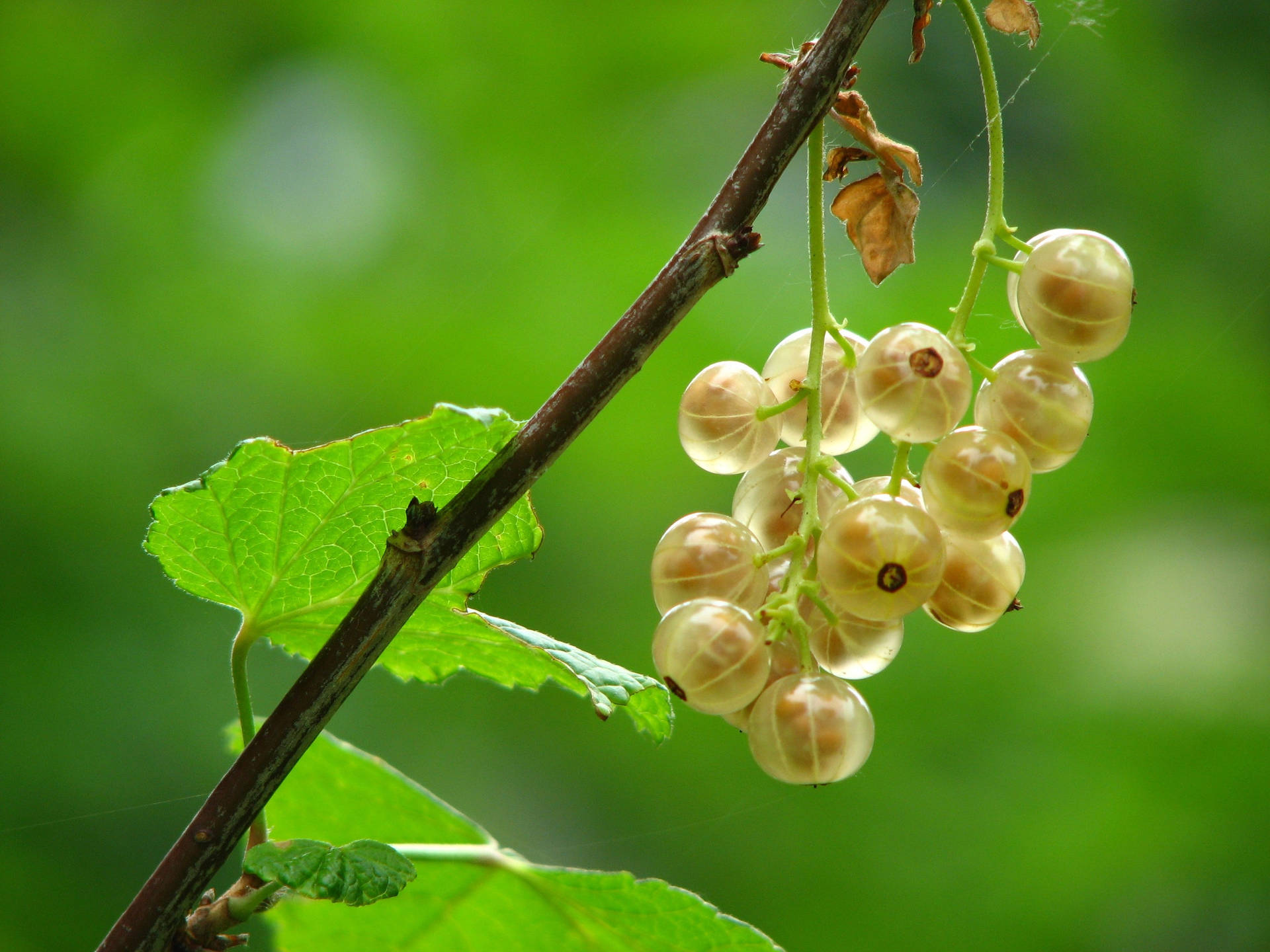 Immature Indian Gooseberry Fruit Background