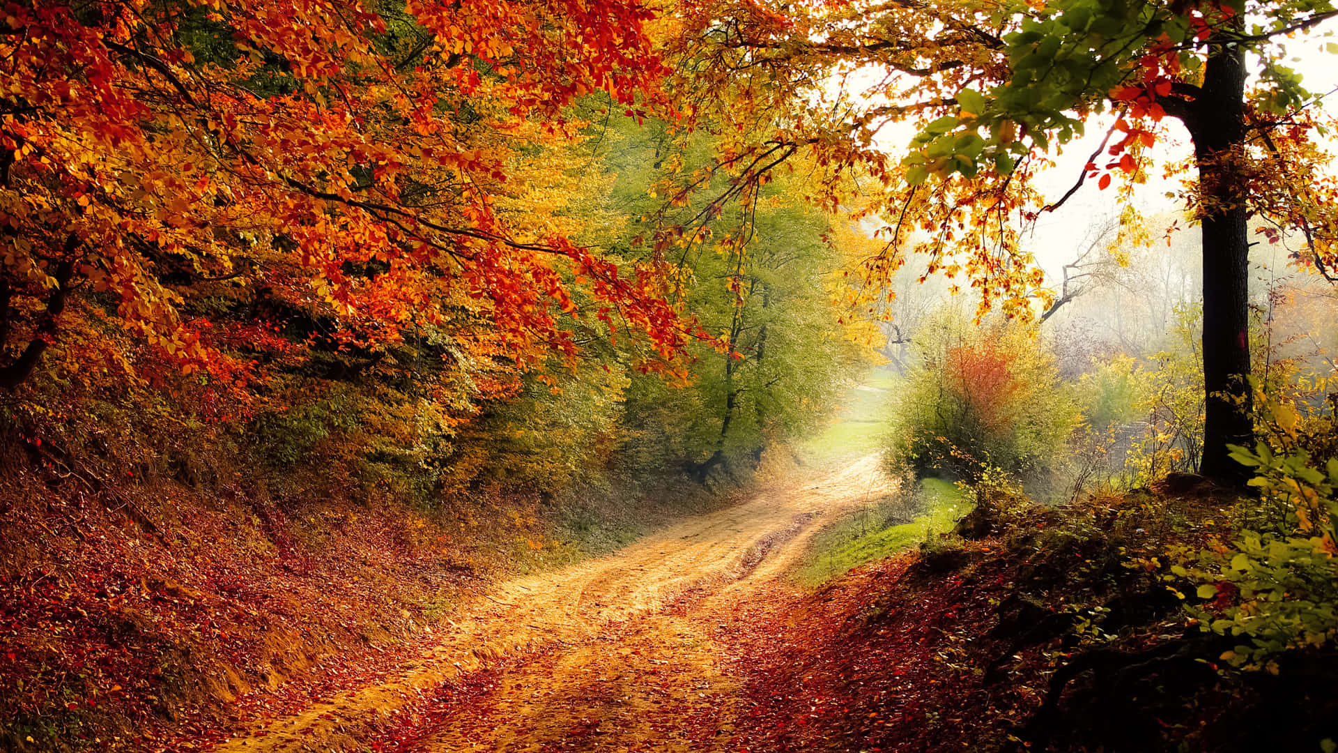 Immerse In The Red And Yellow Hues Of The Autumn Background