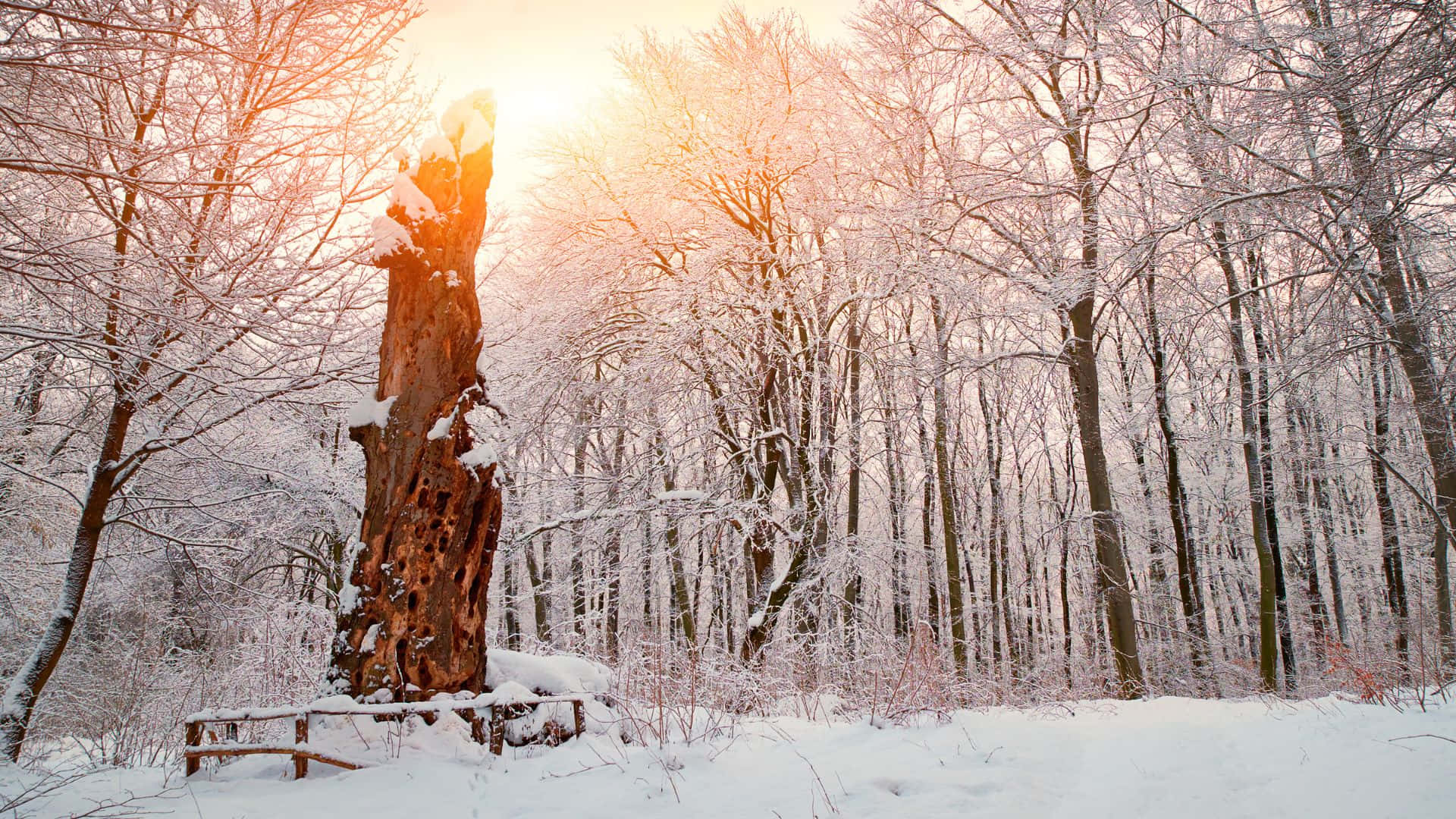 Immerse Yourself In A Winter Wonderland Background