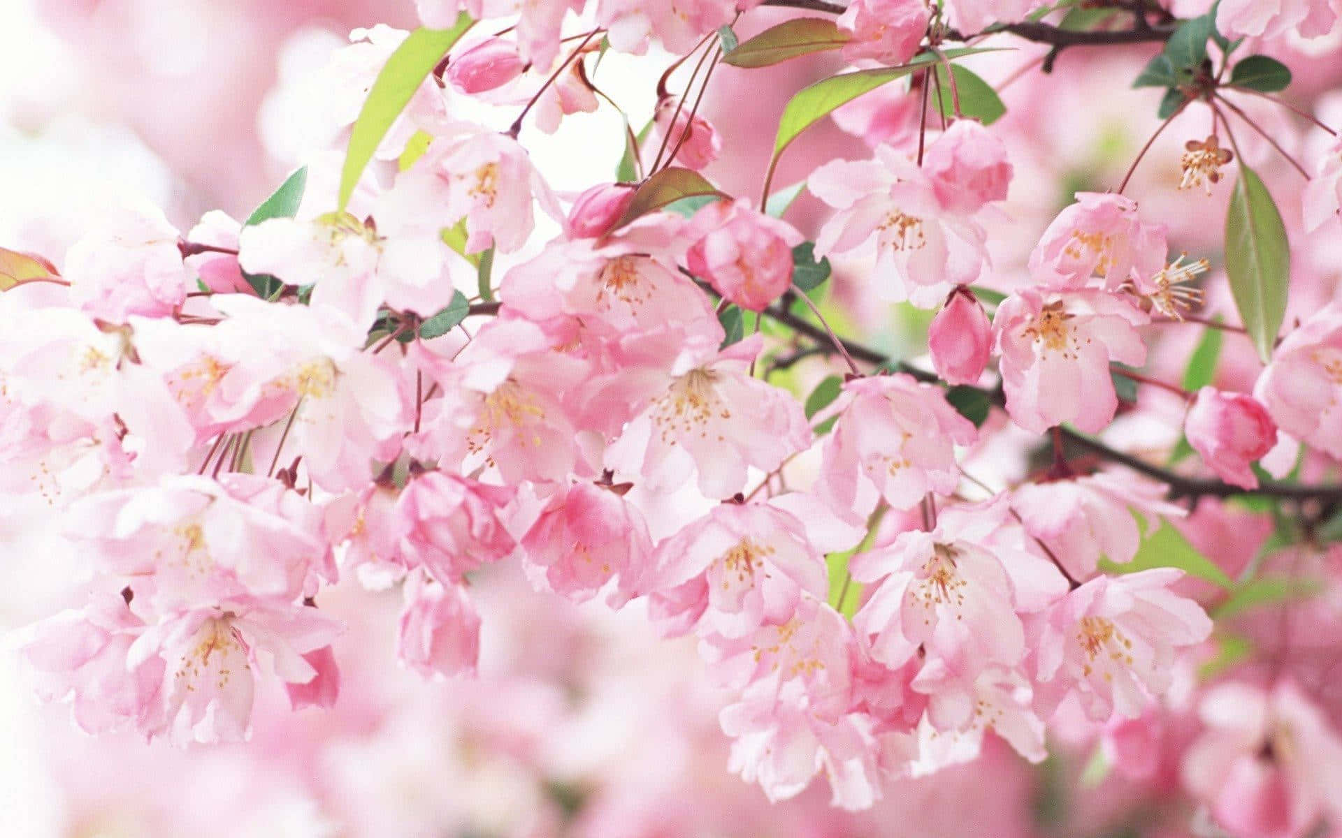 Immerse Yourself In An Eastern Paradise With Sakura Pc. Background