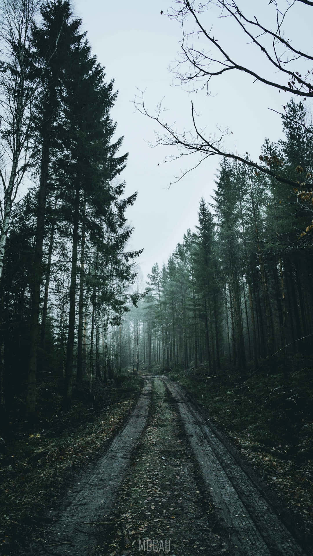Immerse Yourself In The Thick Fog Of Peacefulness Background