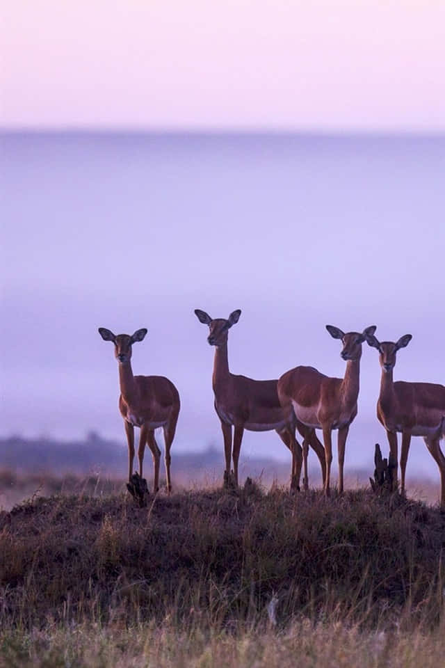 Impalas In Masai Mara National Reserve Background