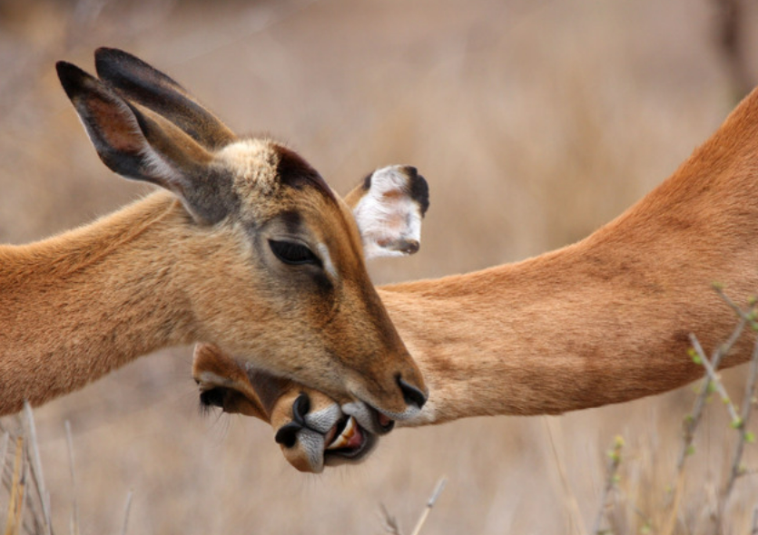 Impalas Reciprocally Grooming Each Other
