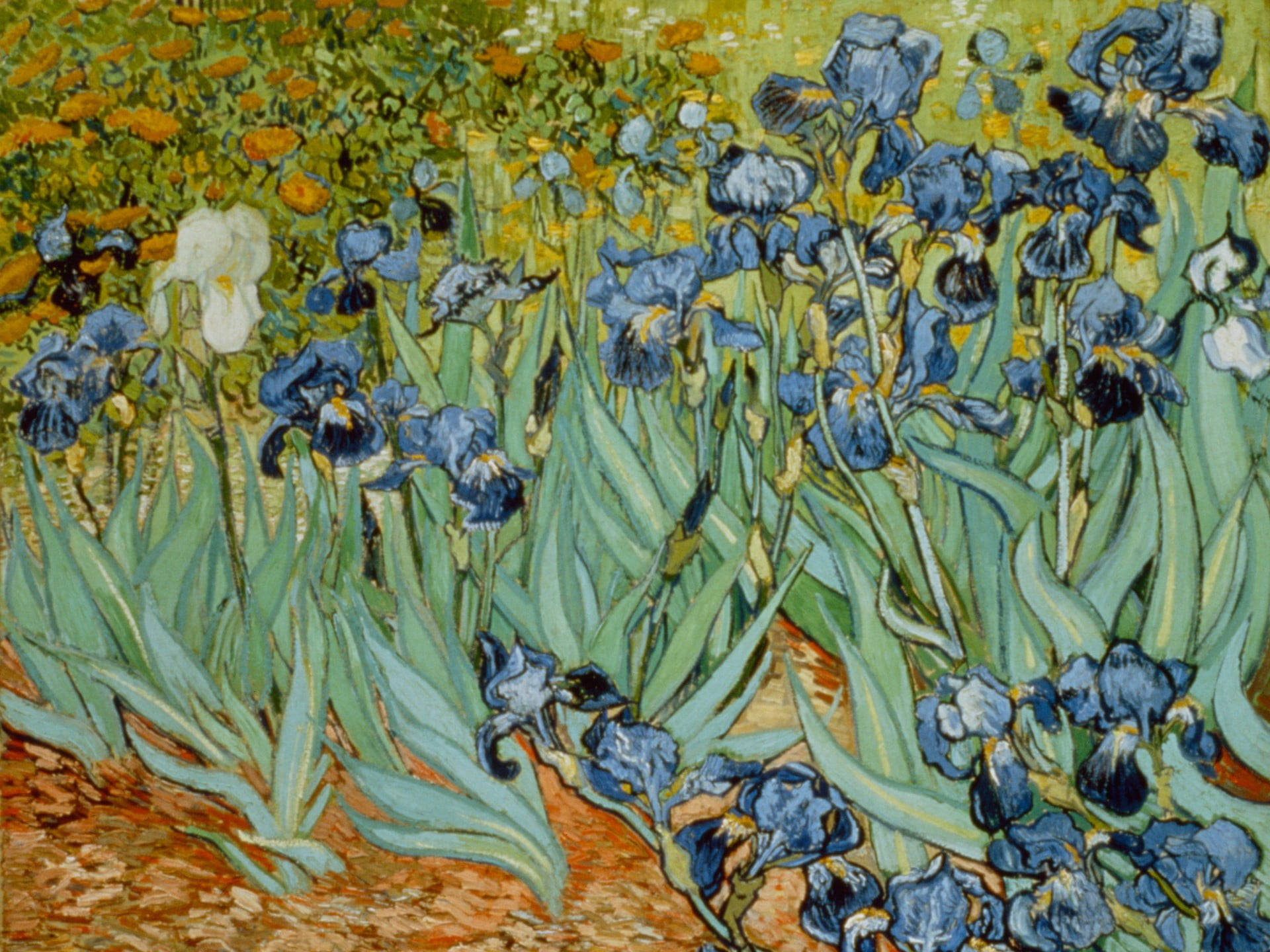 Impressionist_ Blue_ Irises_ Painting Background