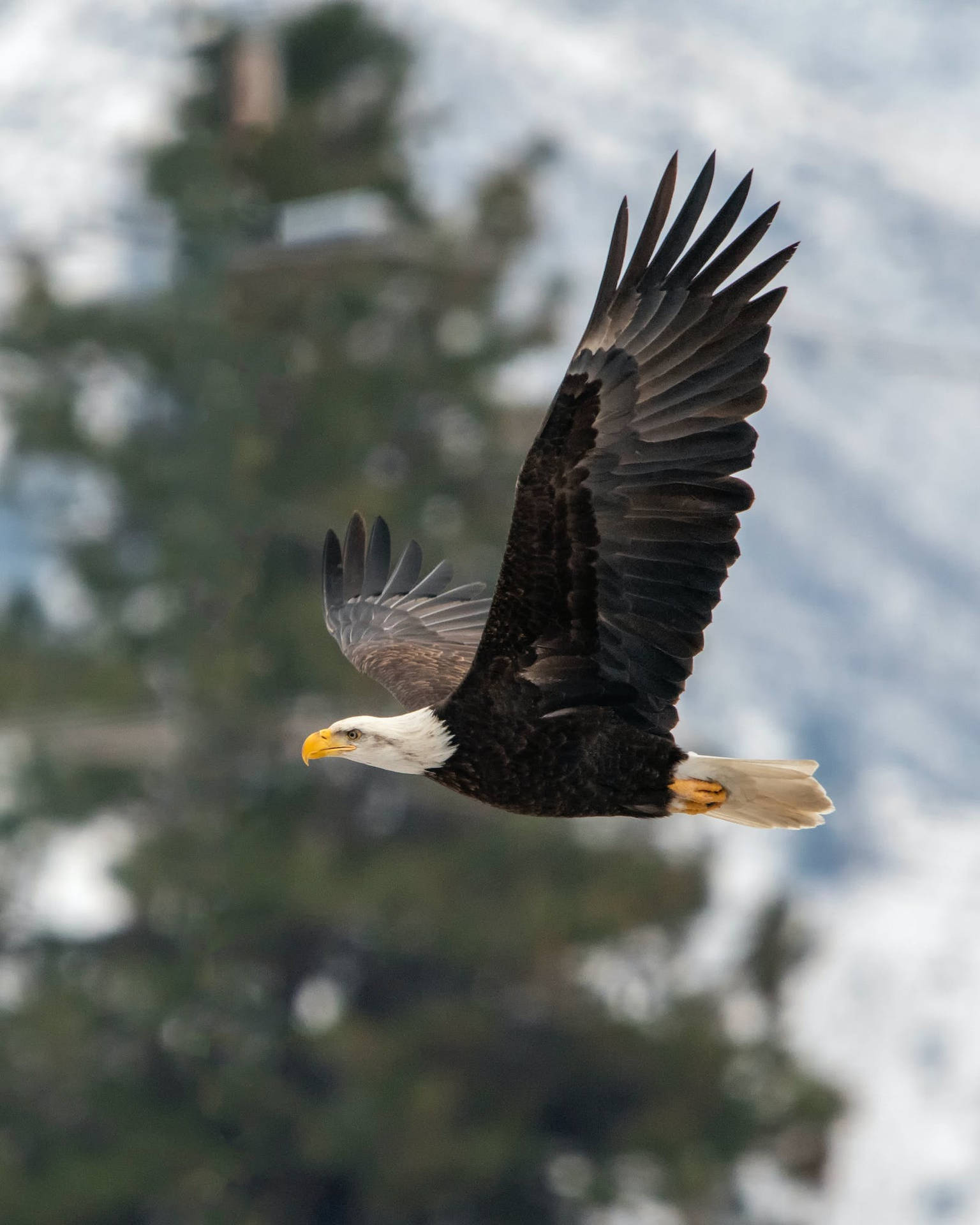 Impressive Bald Eagle Flying Background