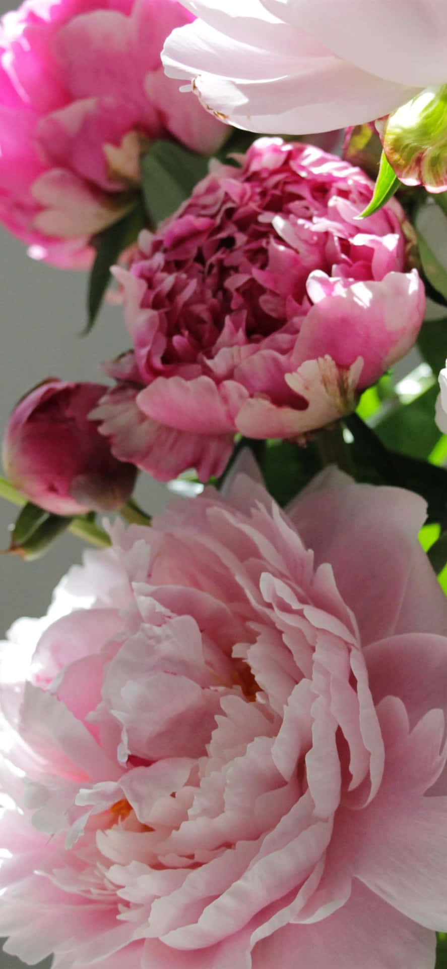 Impressive Chinese Peony Iphone Display Background