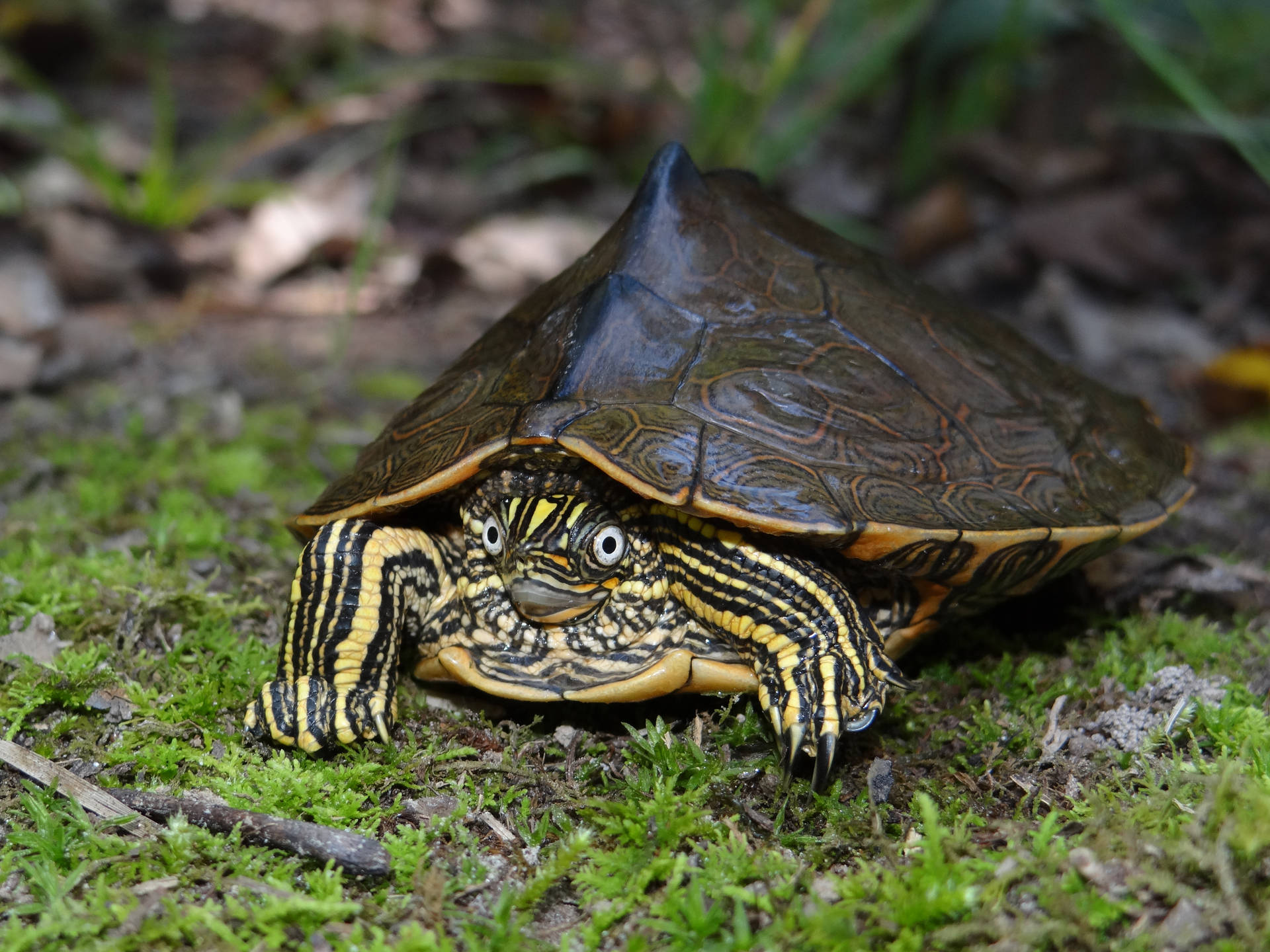 Impressive Photo Of Sabine Map Turtle Background