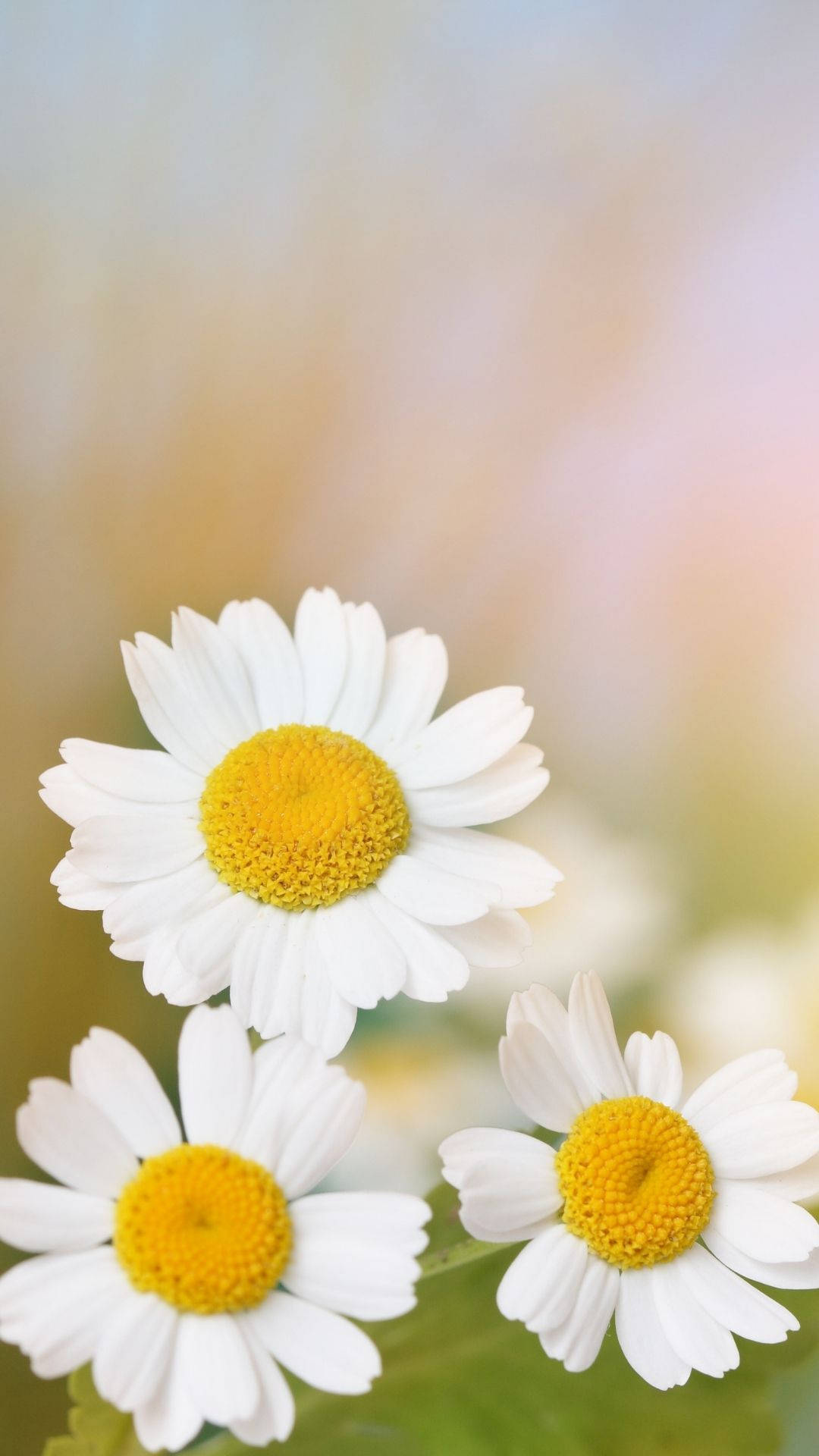 In-focus Of White Daisy Iphone Background
