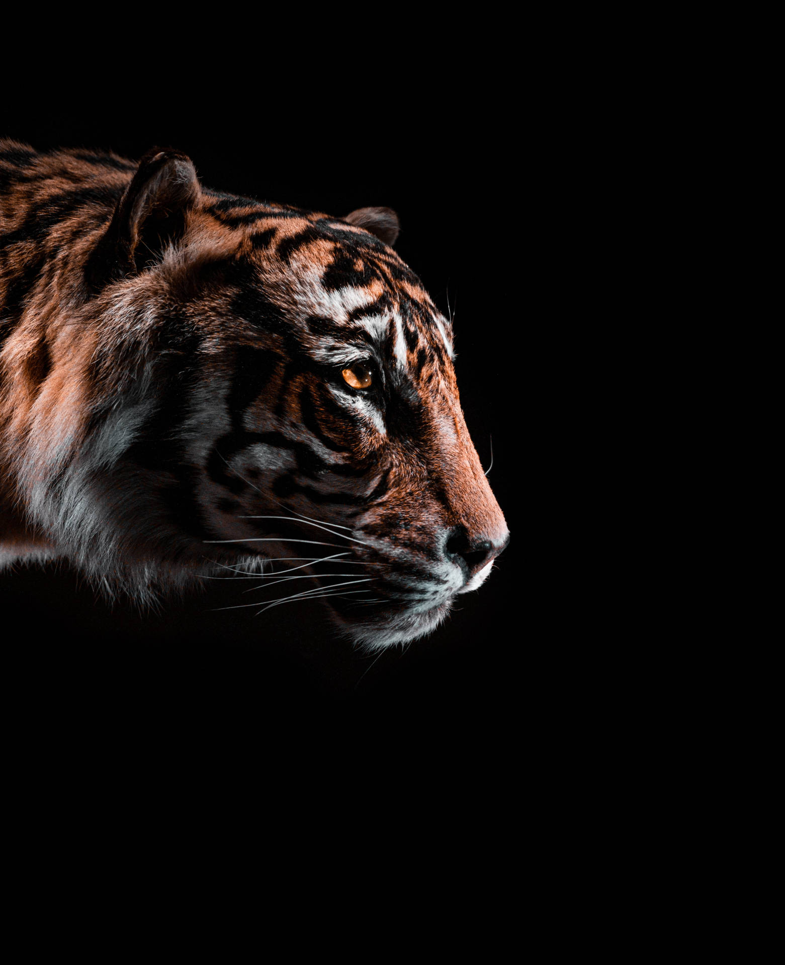 In The Dark Black Tiger Background