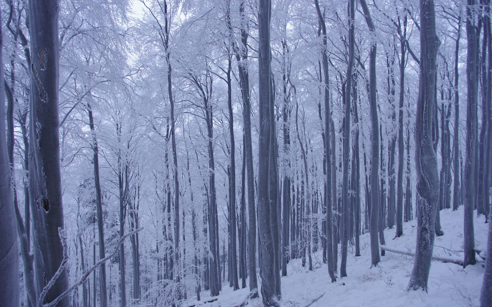 In The Winter Forest, A Sea Of Green Tip Elegantly Stretches For Miles Background