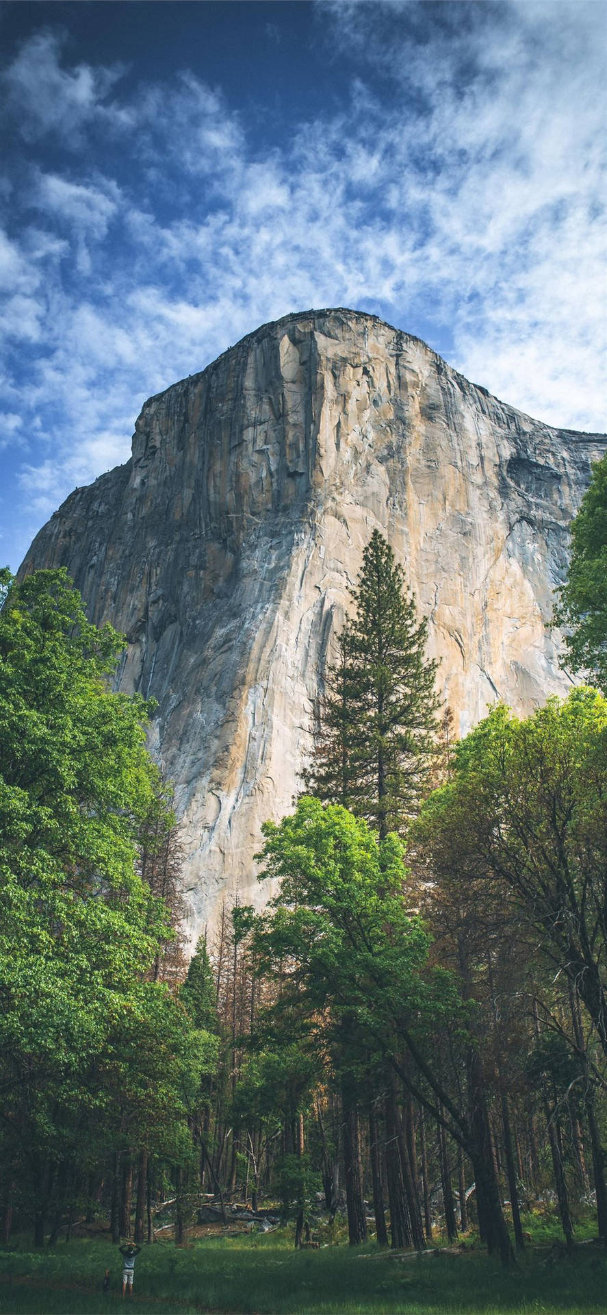 Incense-cedars At Yosemite Iphone Background