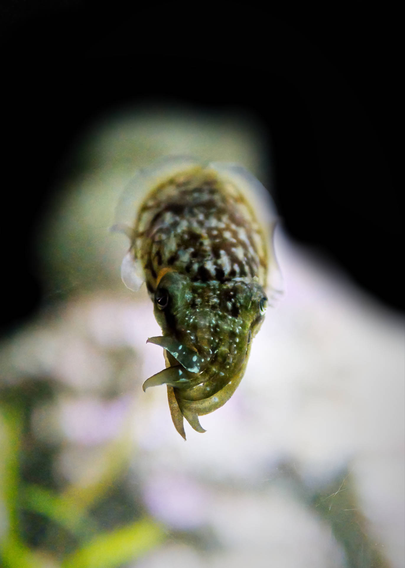 Incoming Dwarf Cuttlefish