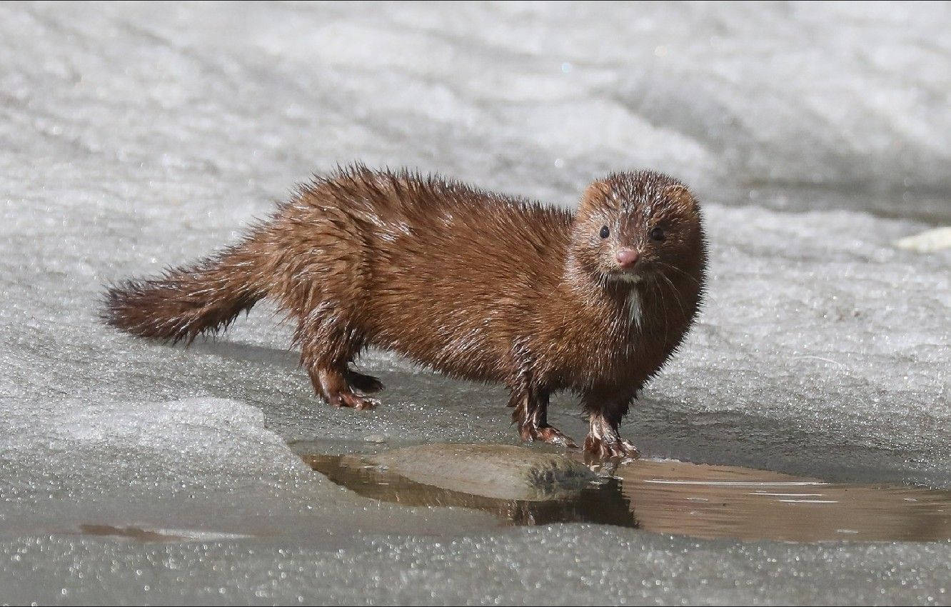 Incredible Mink Animal Background