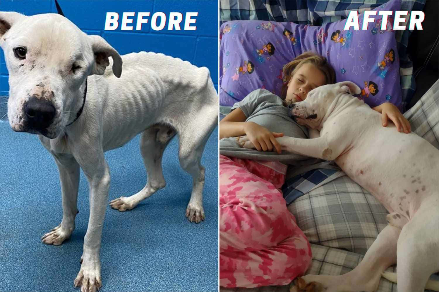 Incredible Transformation Of A Formerly Emaciated Dog Background