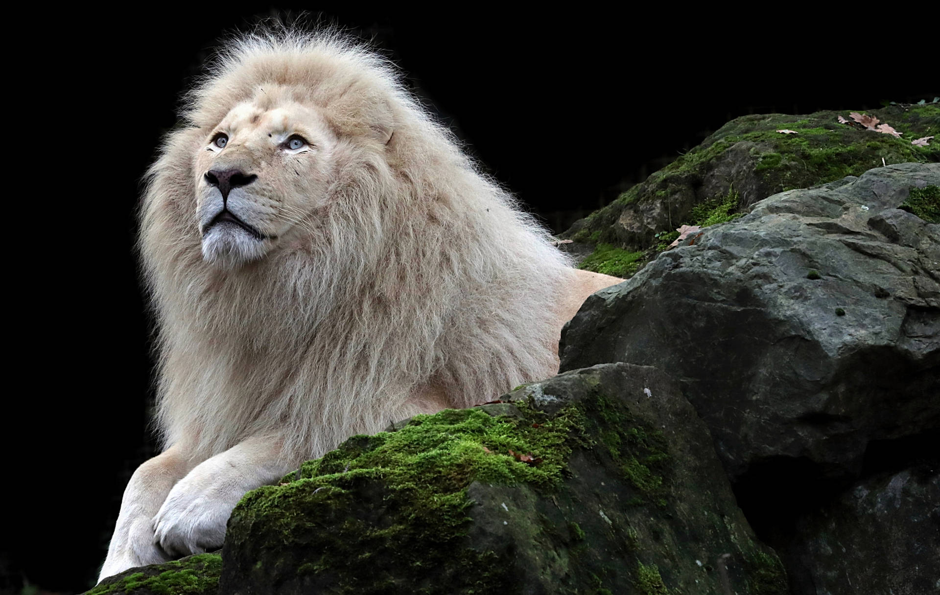 Incredible White Lion Background