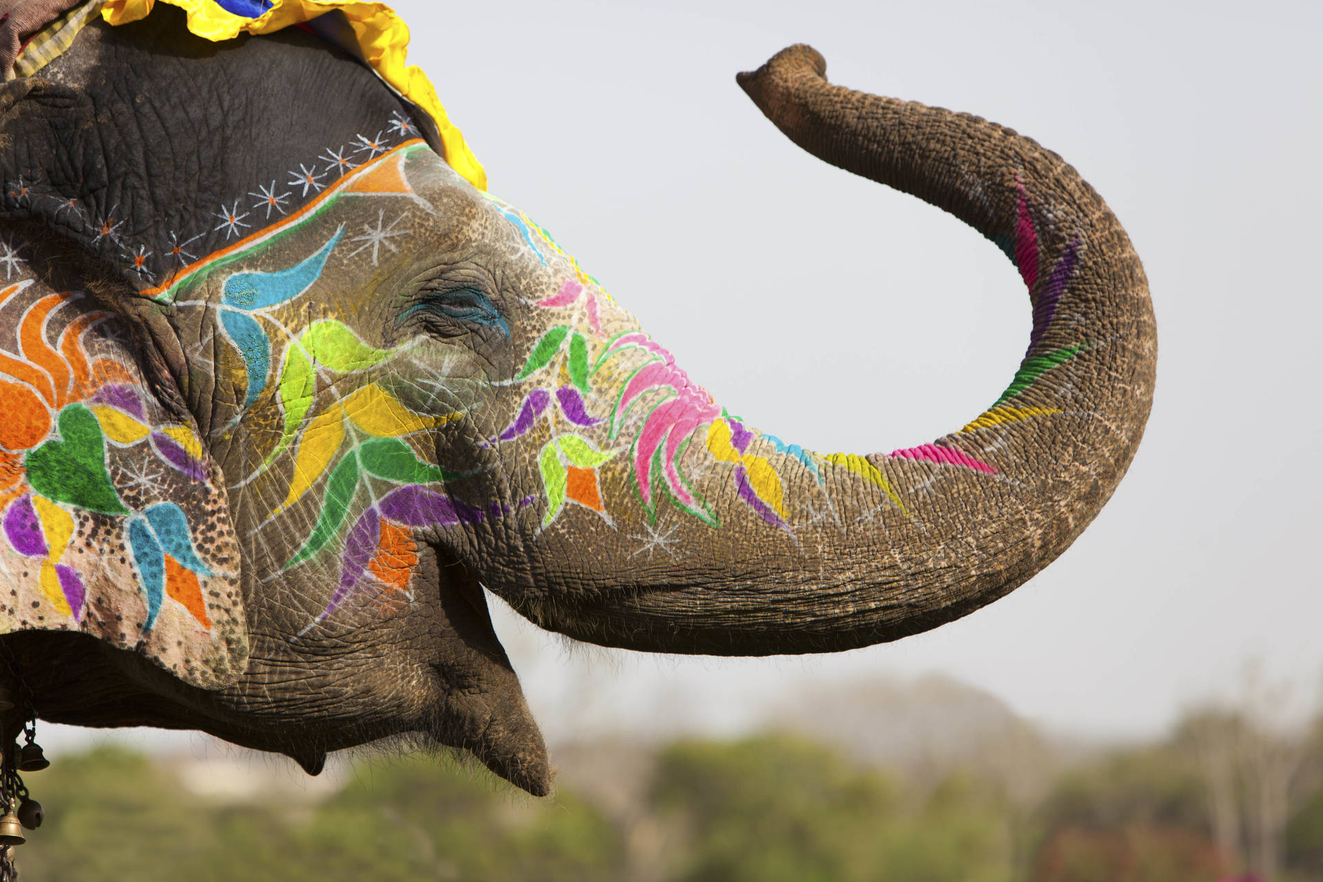 India Holi Elephant In Makeup Background