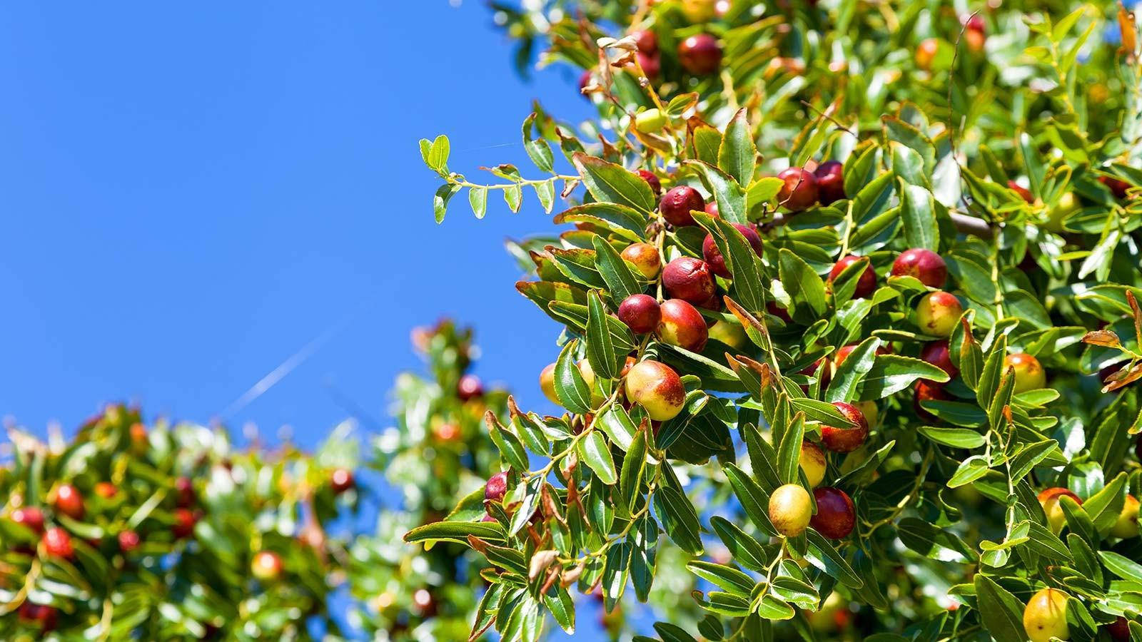 Indian Jujube Fruit Tree Background