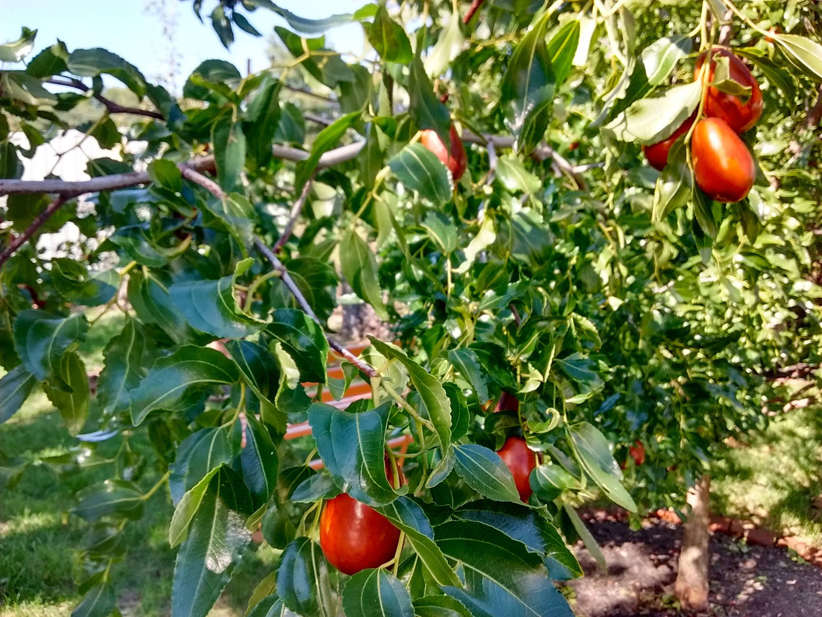 Indian Jujube Plant Basking In Bright Daylight Background