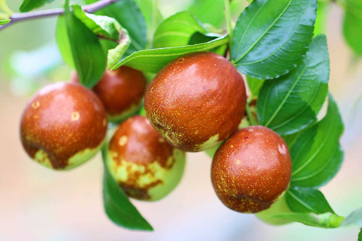 Indian Jujube Plant Fruits Background