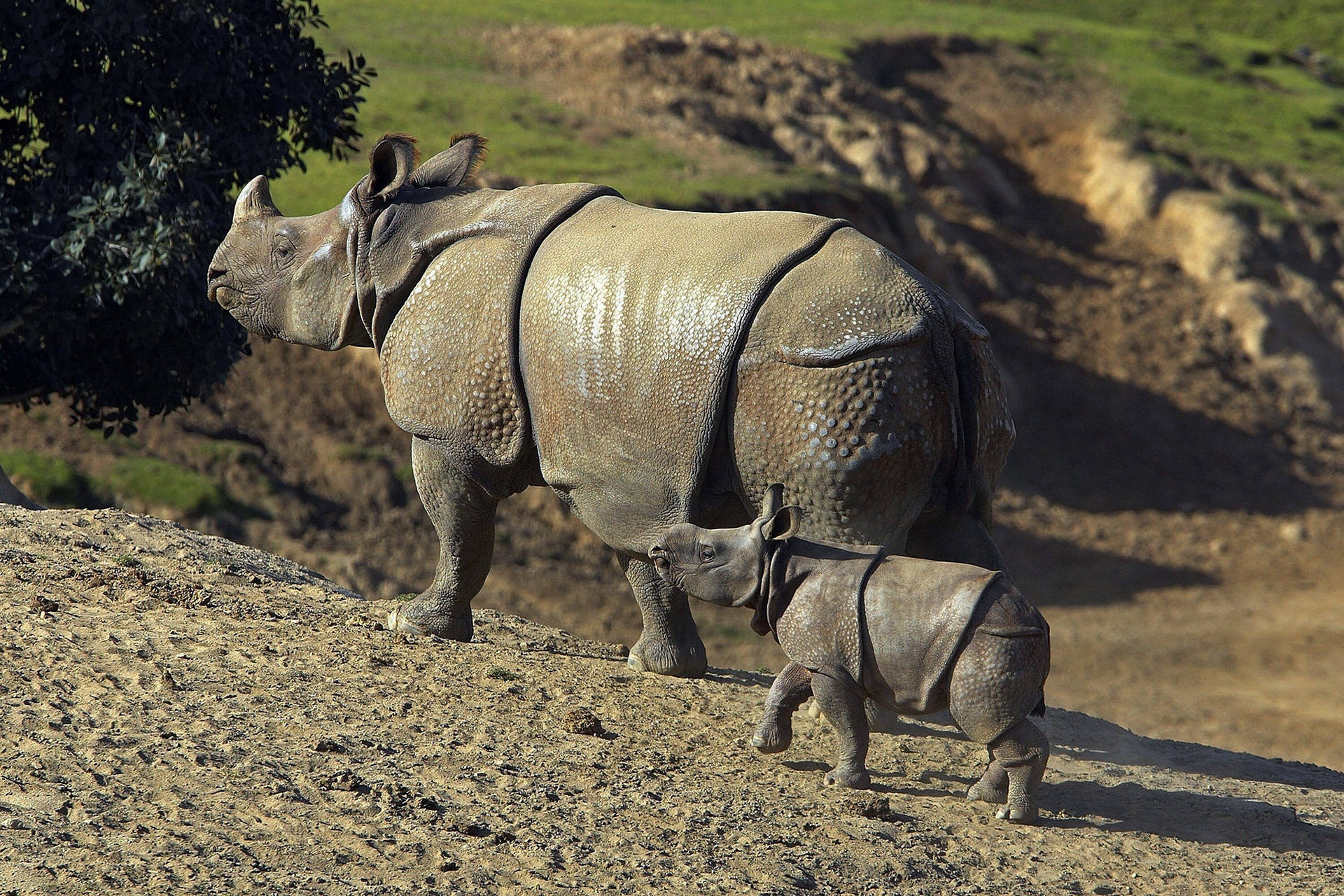 Indian Rhinoceros Background