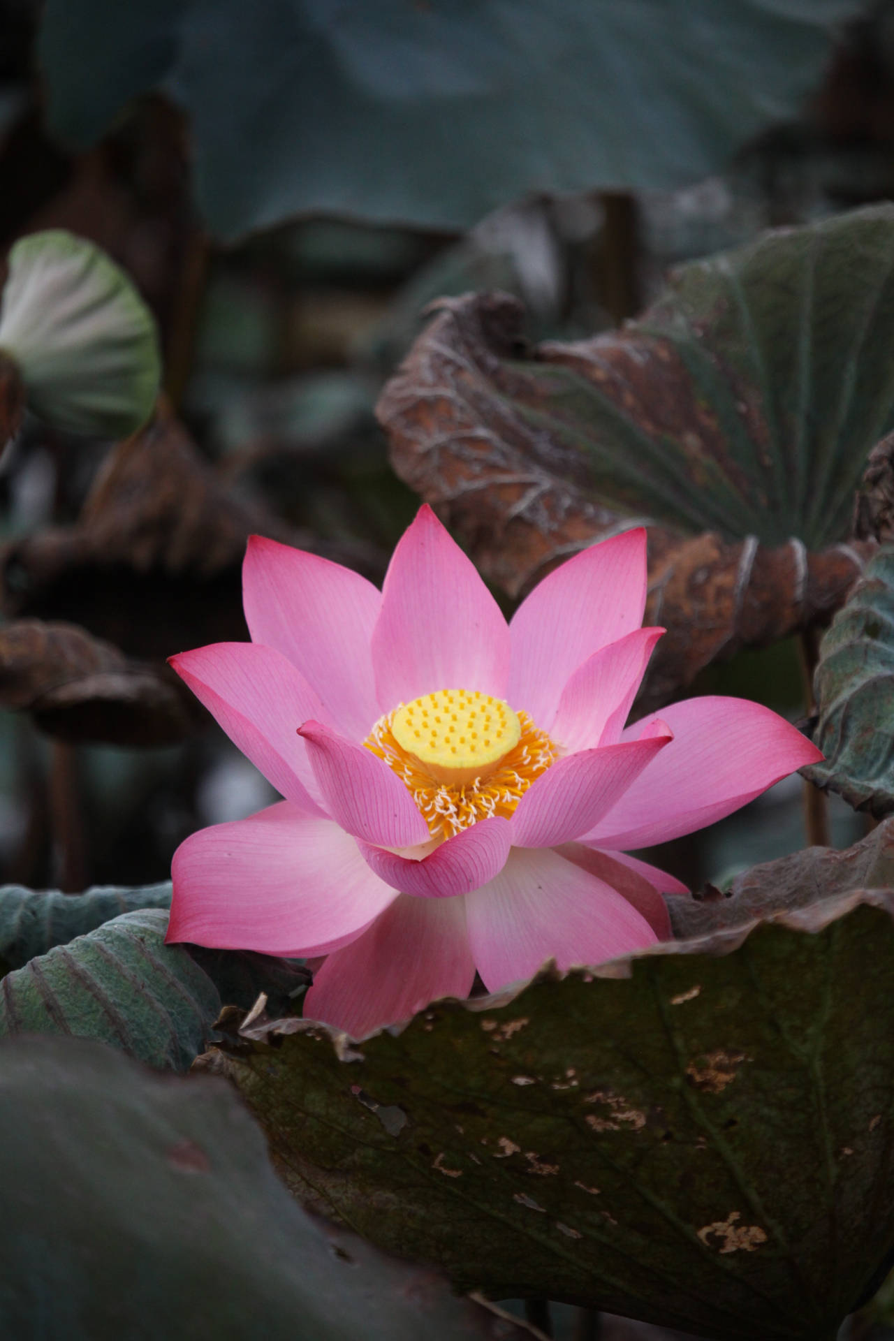 Indian Sacred Lotus Flower Background