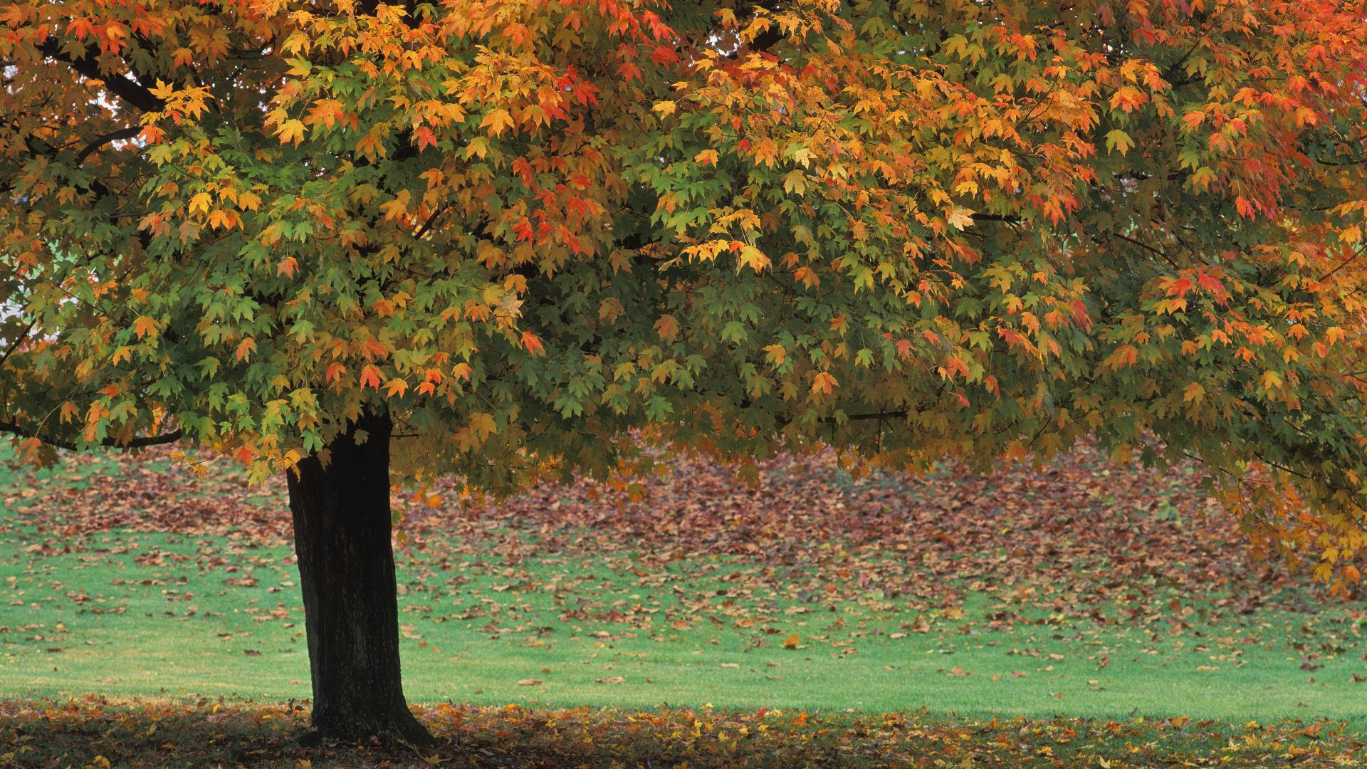 Indiana Autumn Trees Background