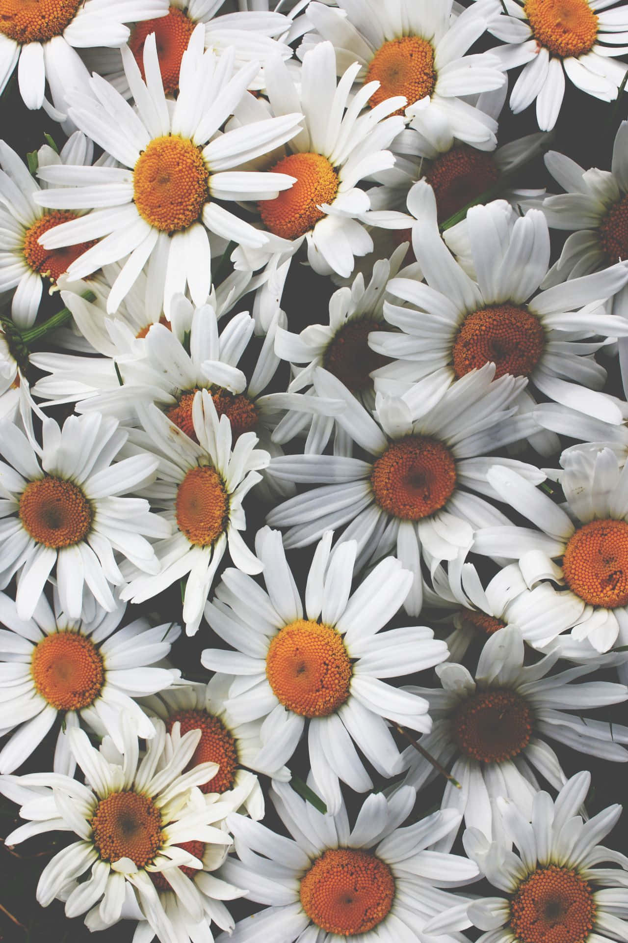 Indie Flower Elegance Background