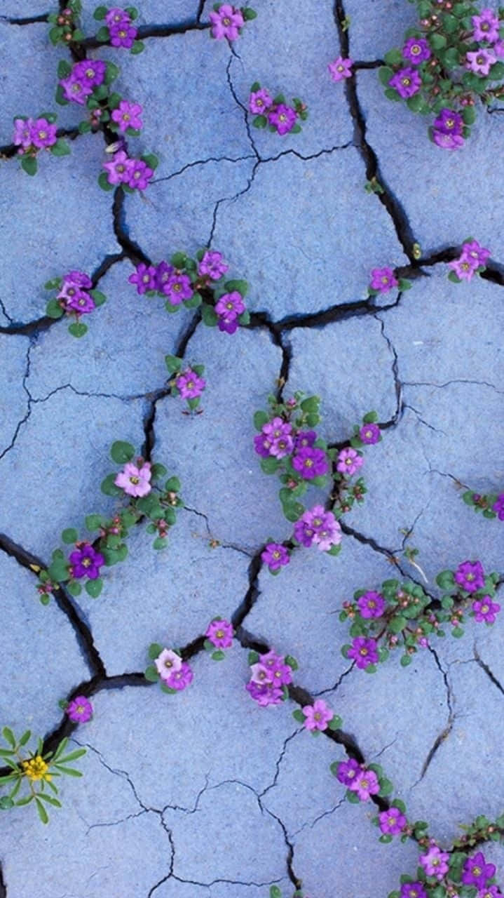 Indie Flower [wallpaper] Background