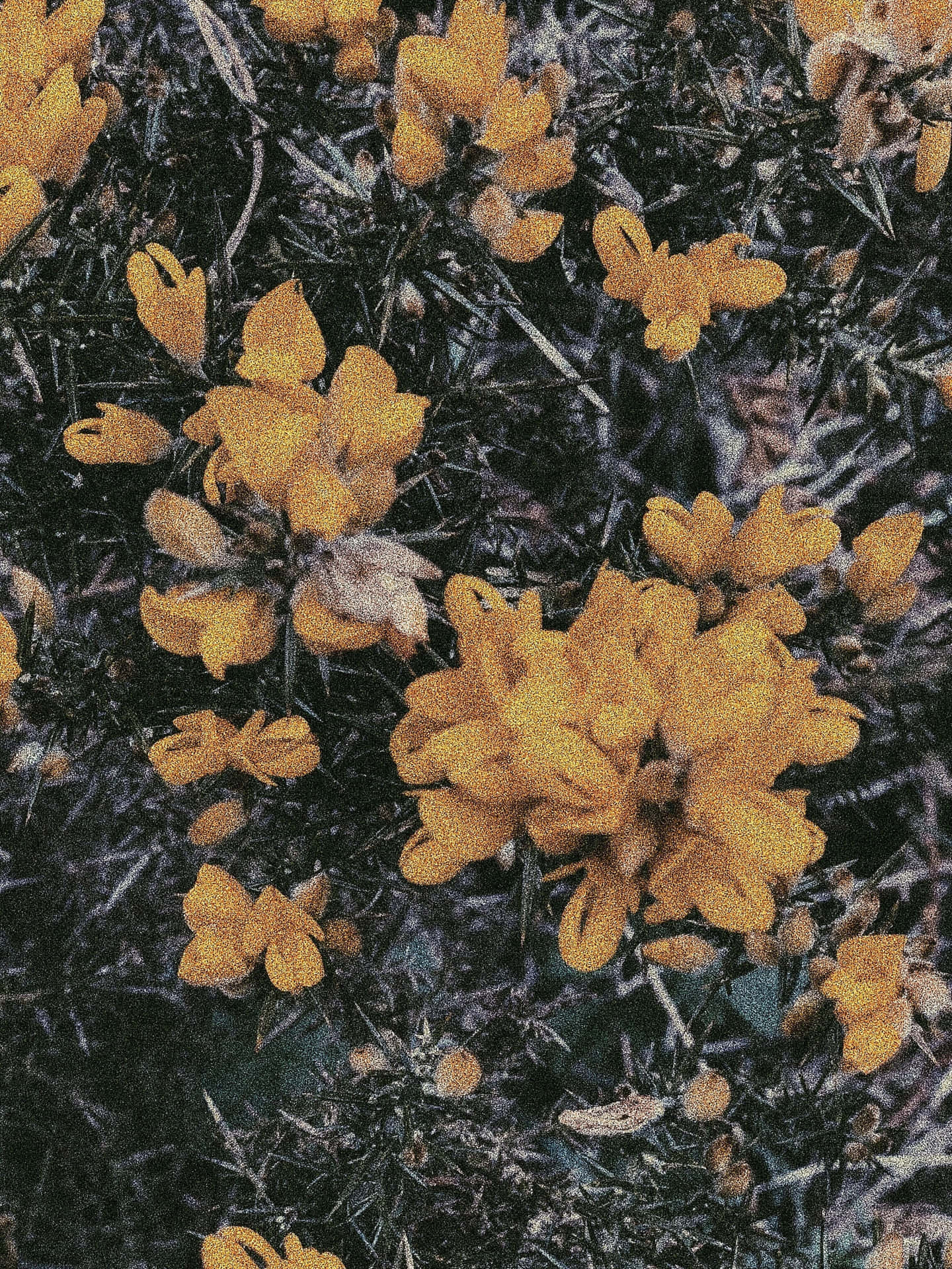 Indie Flower [wallpaper] Background