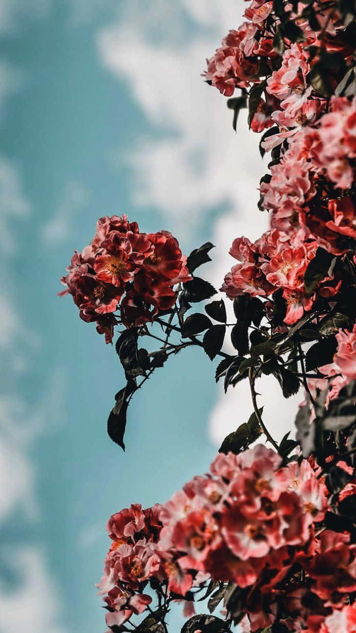 Indie Flower [wallpaper]