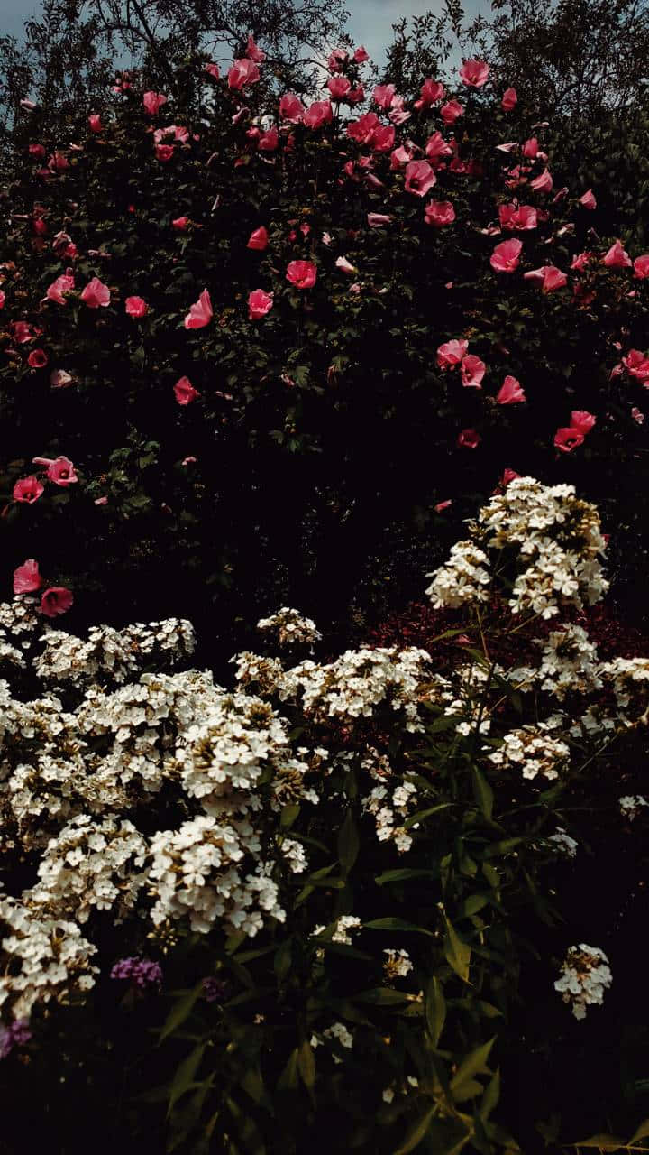 Indie Flower [wallpaper] Background