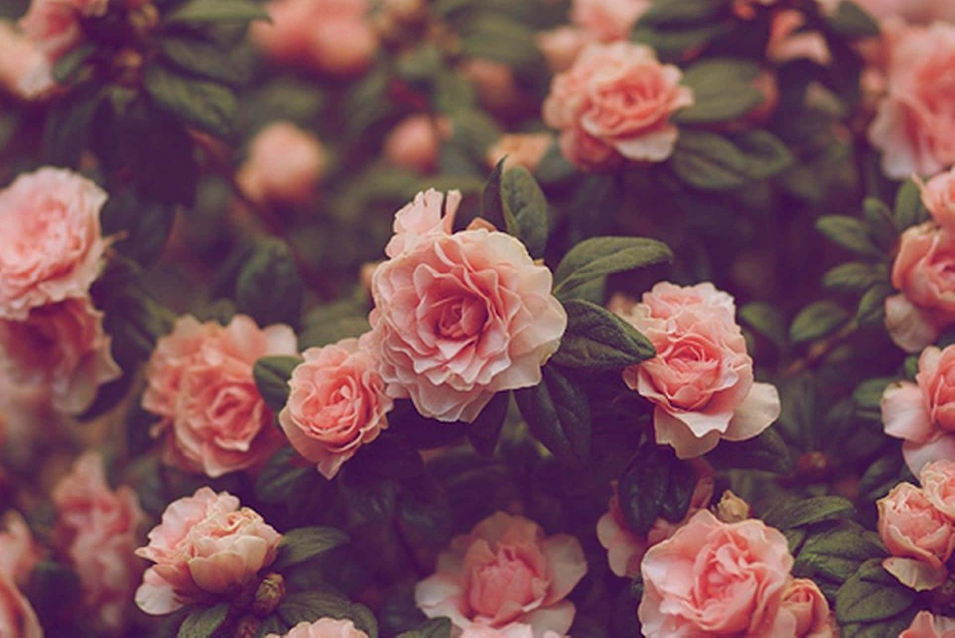 Indie Flower [wallpaper] Background