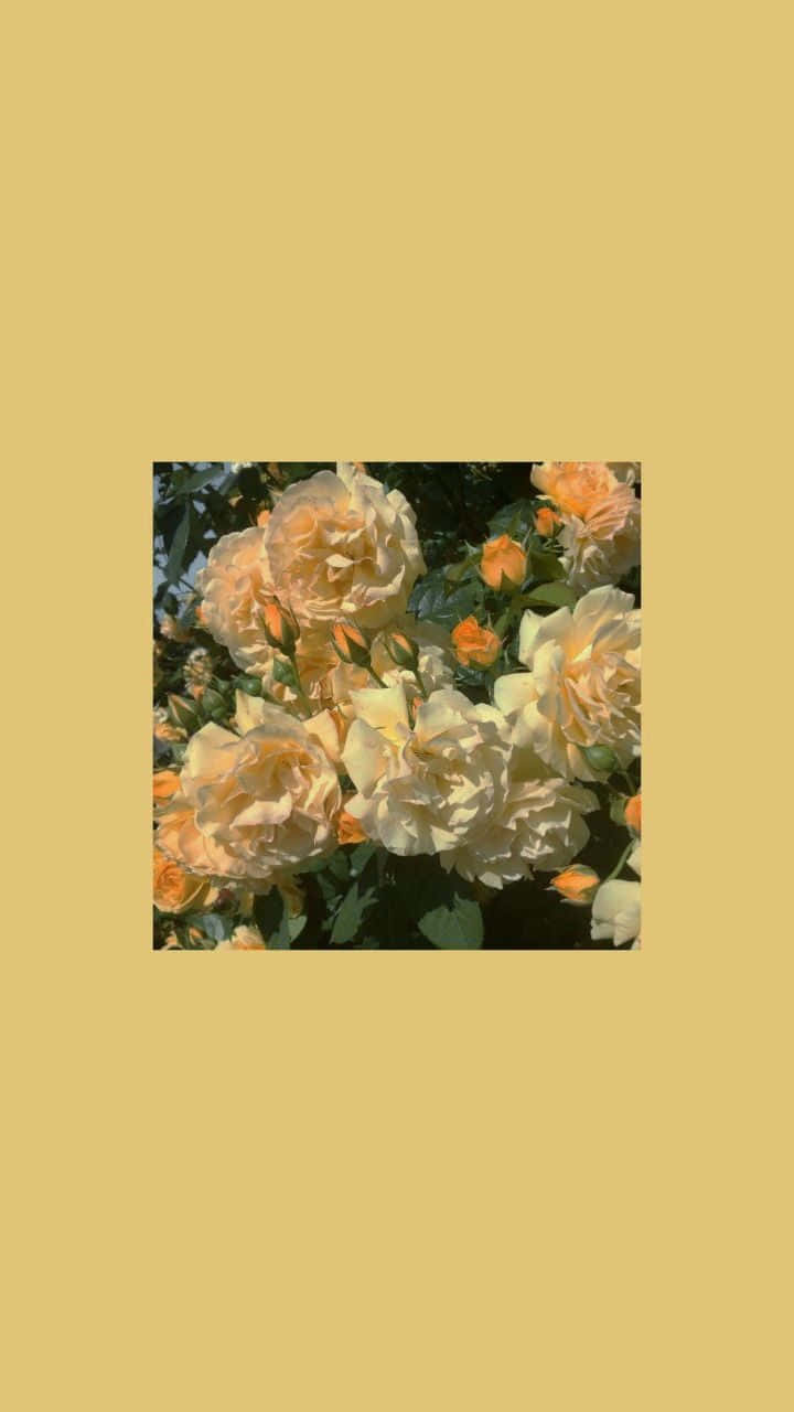 Indie Flower [wallpaper]