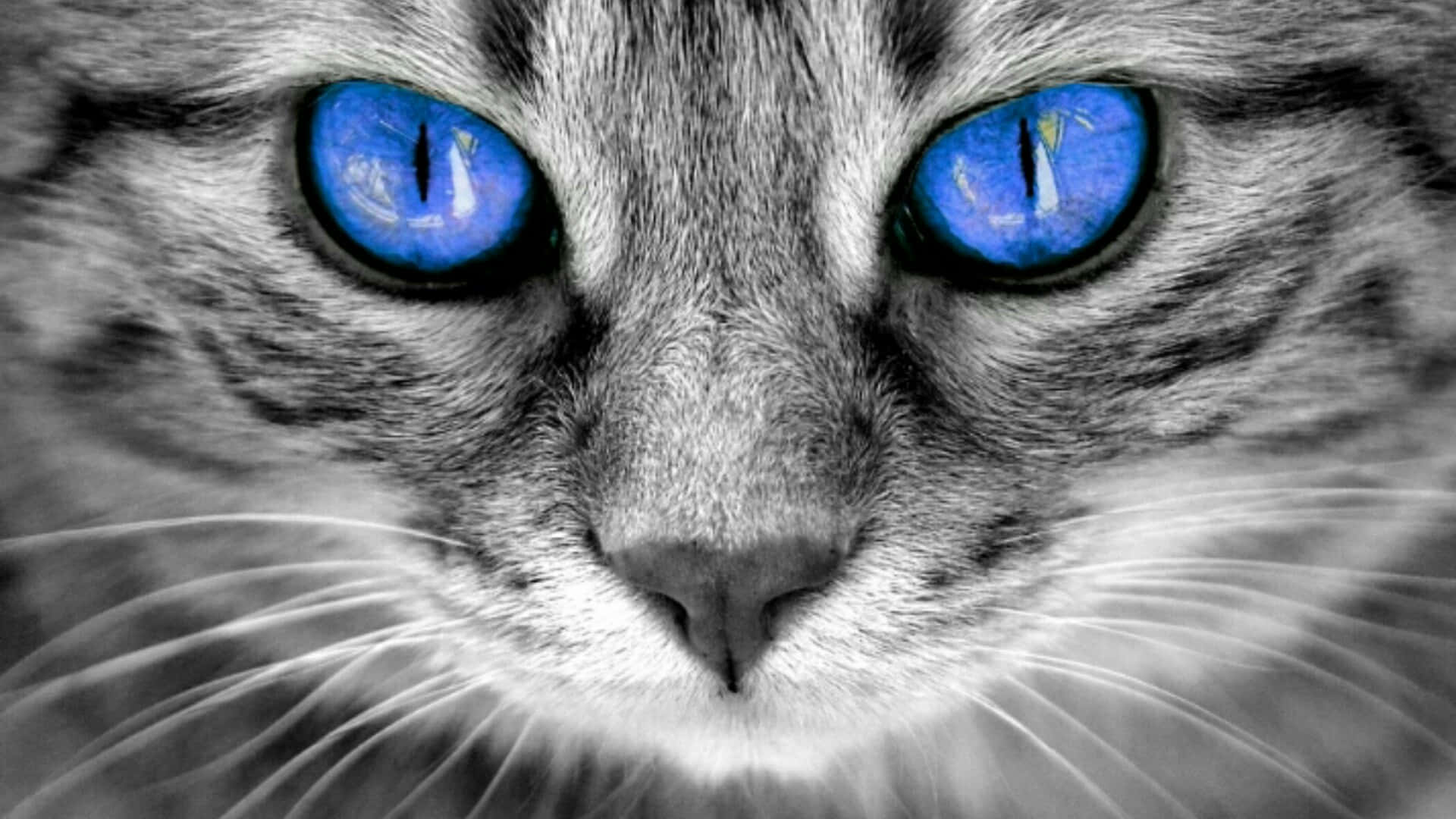 Indigo Cat Eyes Gray Cat