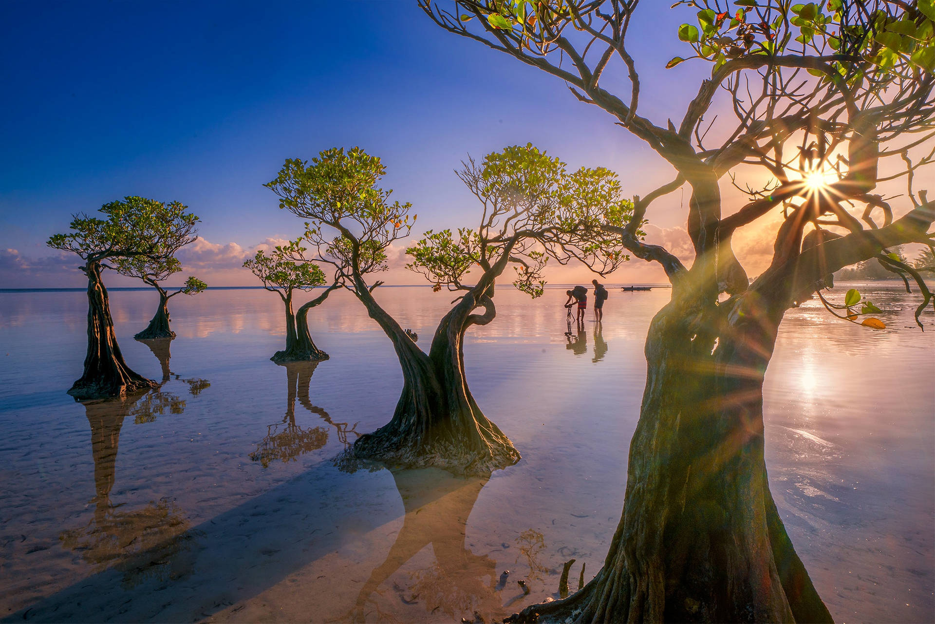 Indonesia Mangrove Trees Background