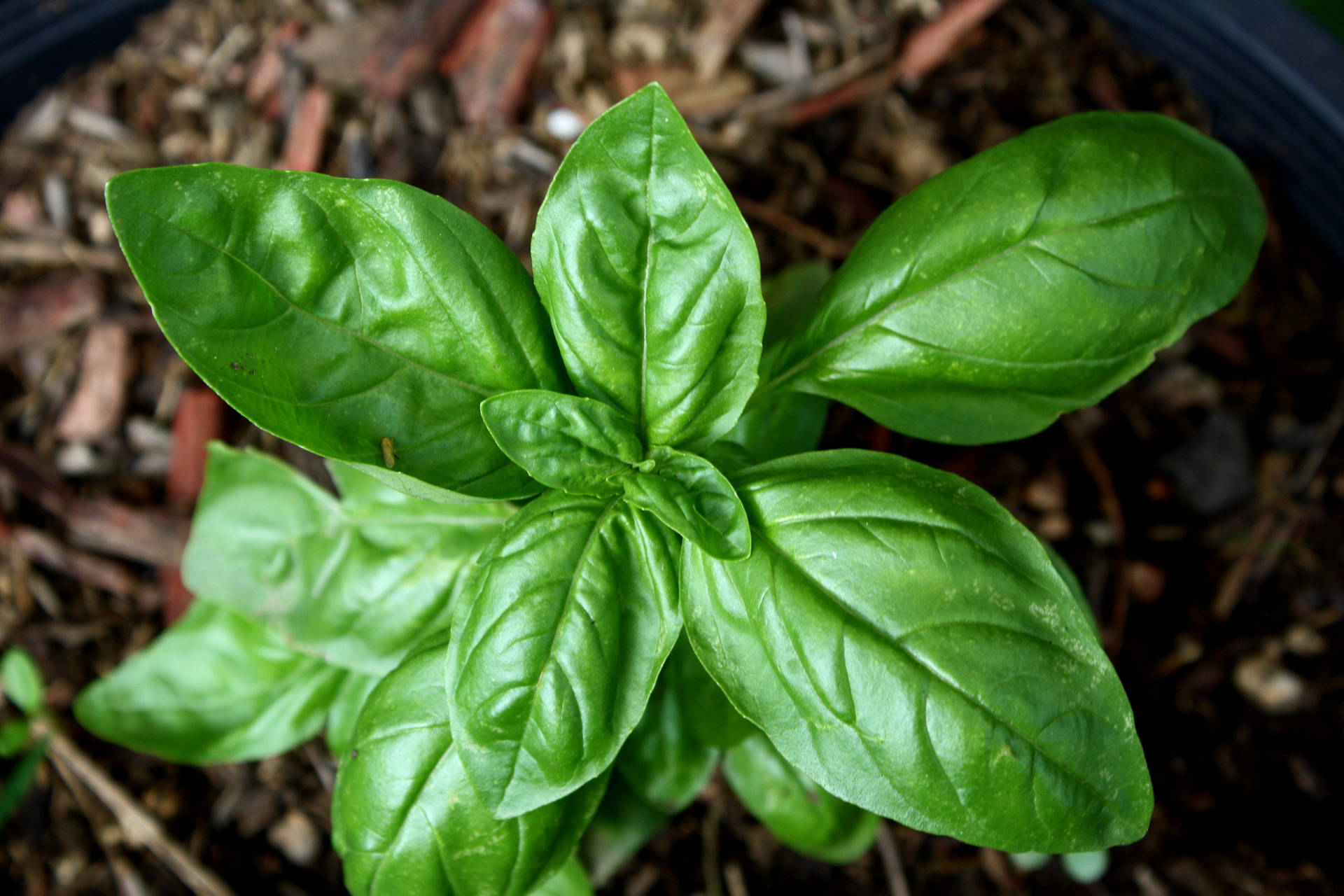 Indoor Basil Garden Herb Plant Background