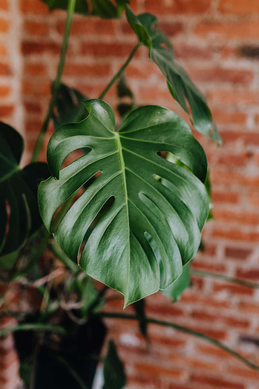 Indoor Elegance With Green Monstera Leaves