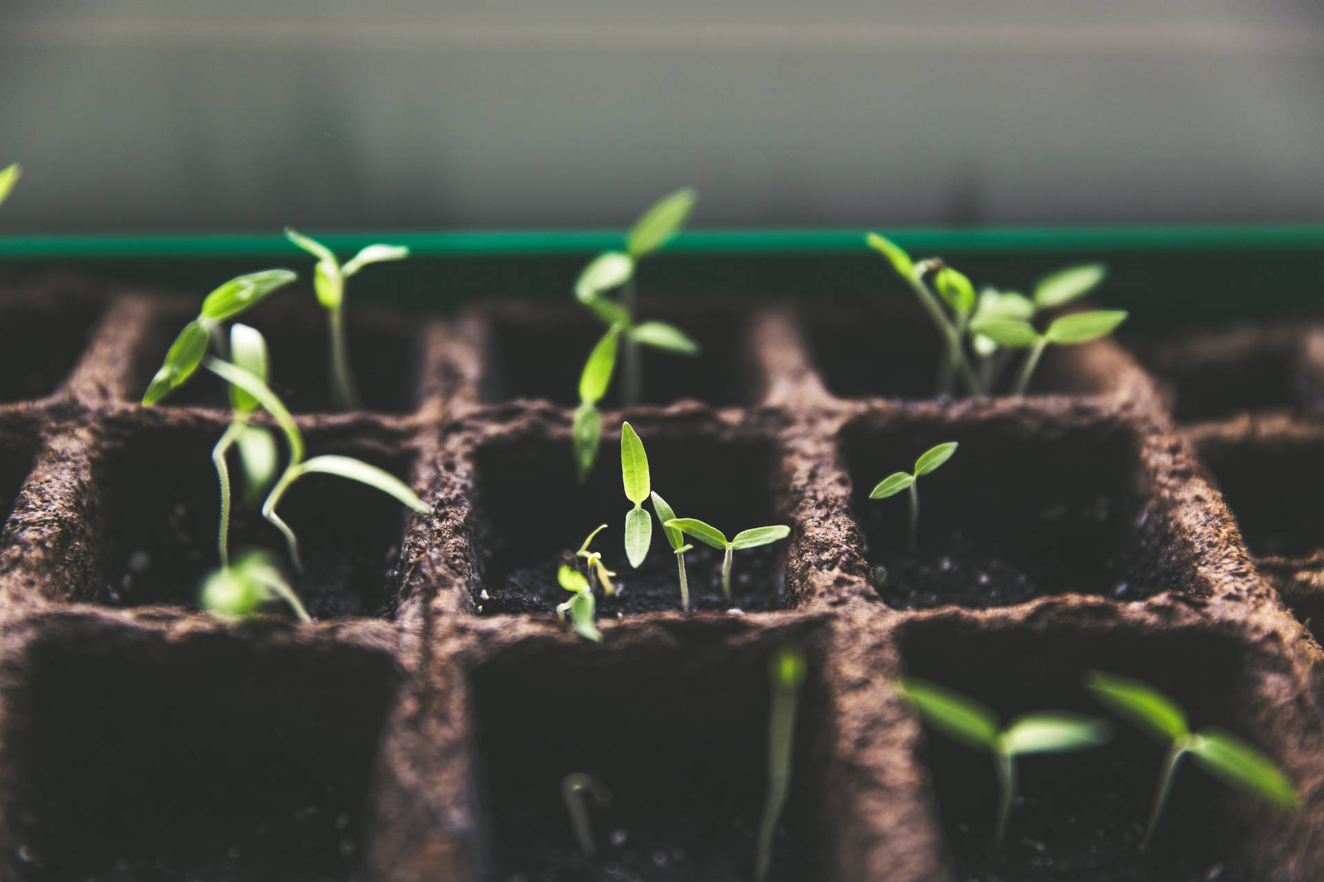 Indoor Farm Growing Seedling Sprouts Background