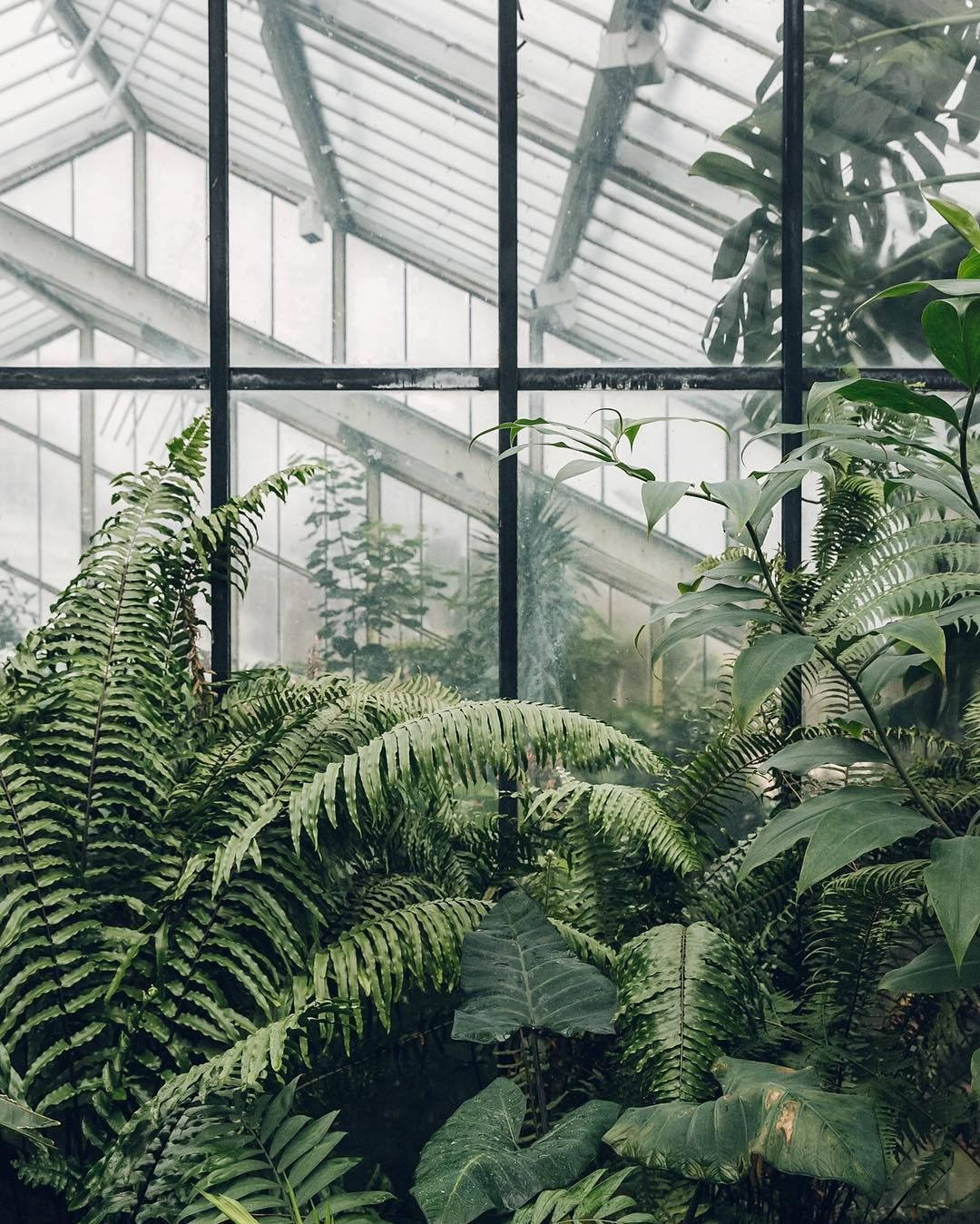 Indoor Gardening Greenhouse Ferns Plants Background