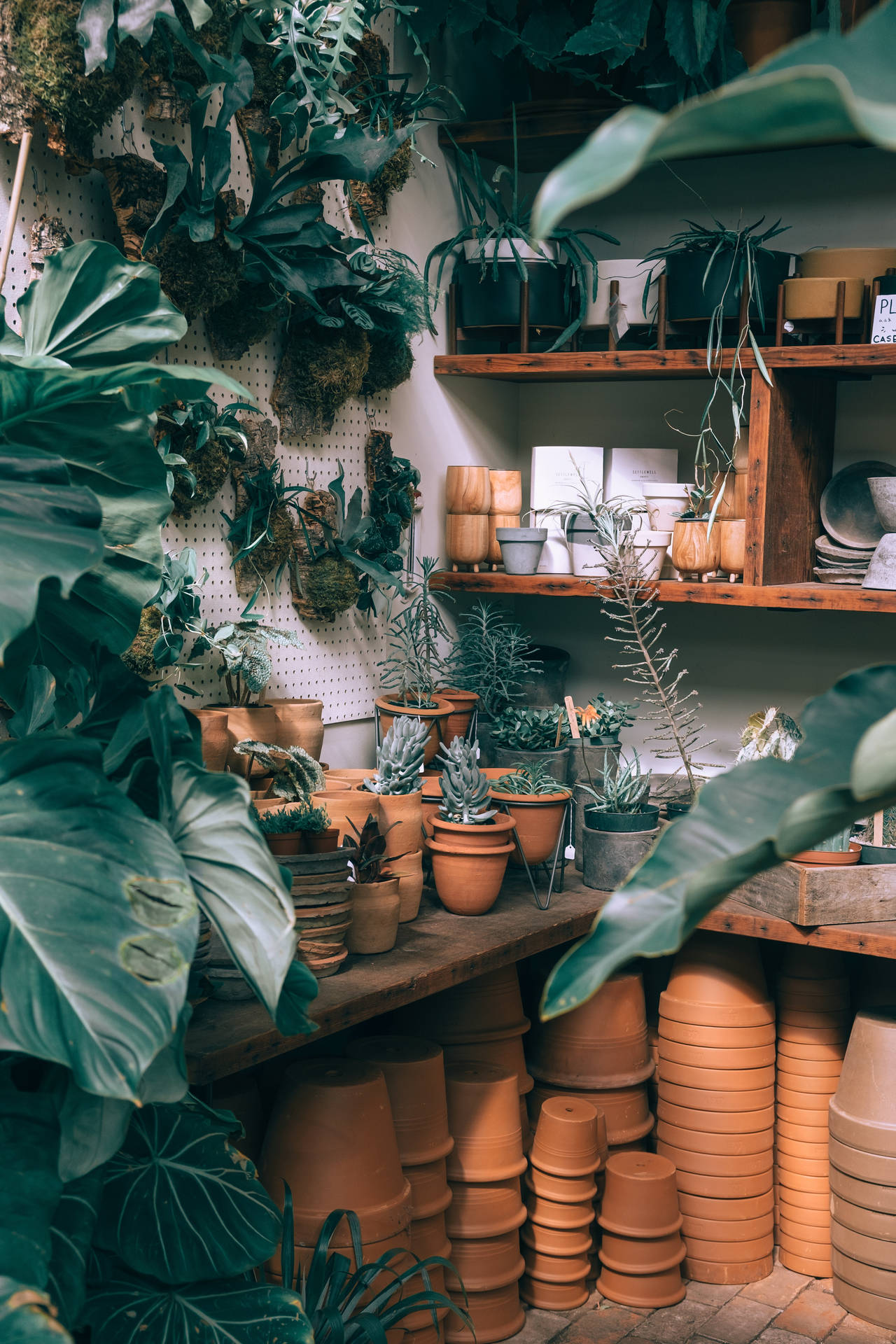 Indoor House Plants With Pots Background